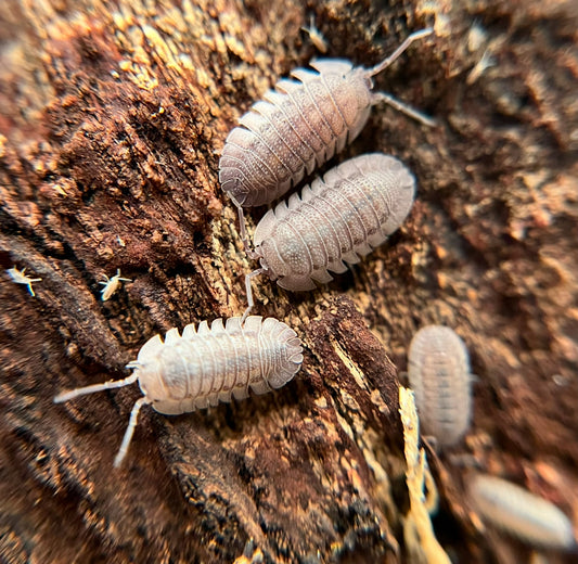 Armadillidium peraccae isopod species