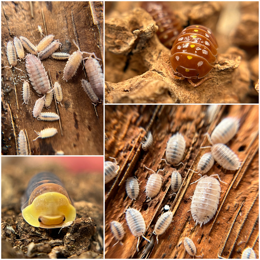 Porcellio scaber “purple ghost”, armadillidium klugii “orange Montenegro”, cubaris sp. “rubber ducky”, porcellio laevis “white”