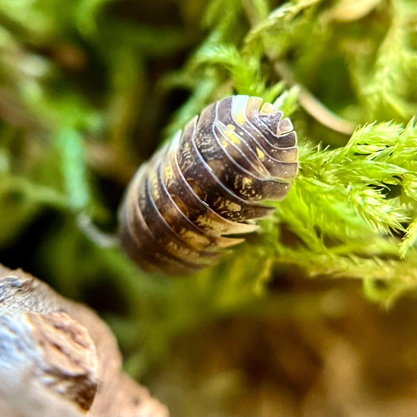 Armadillidium granulatum "koi" isopods (10+ count)