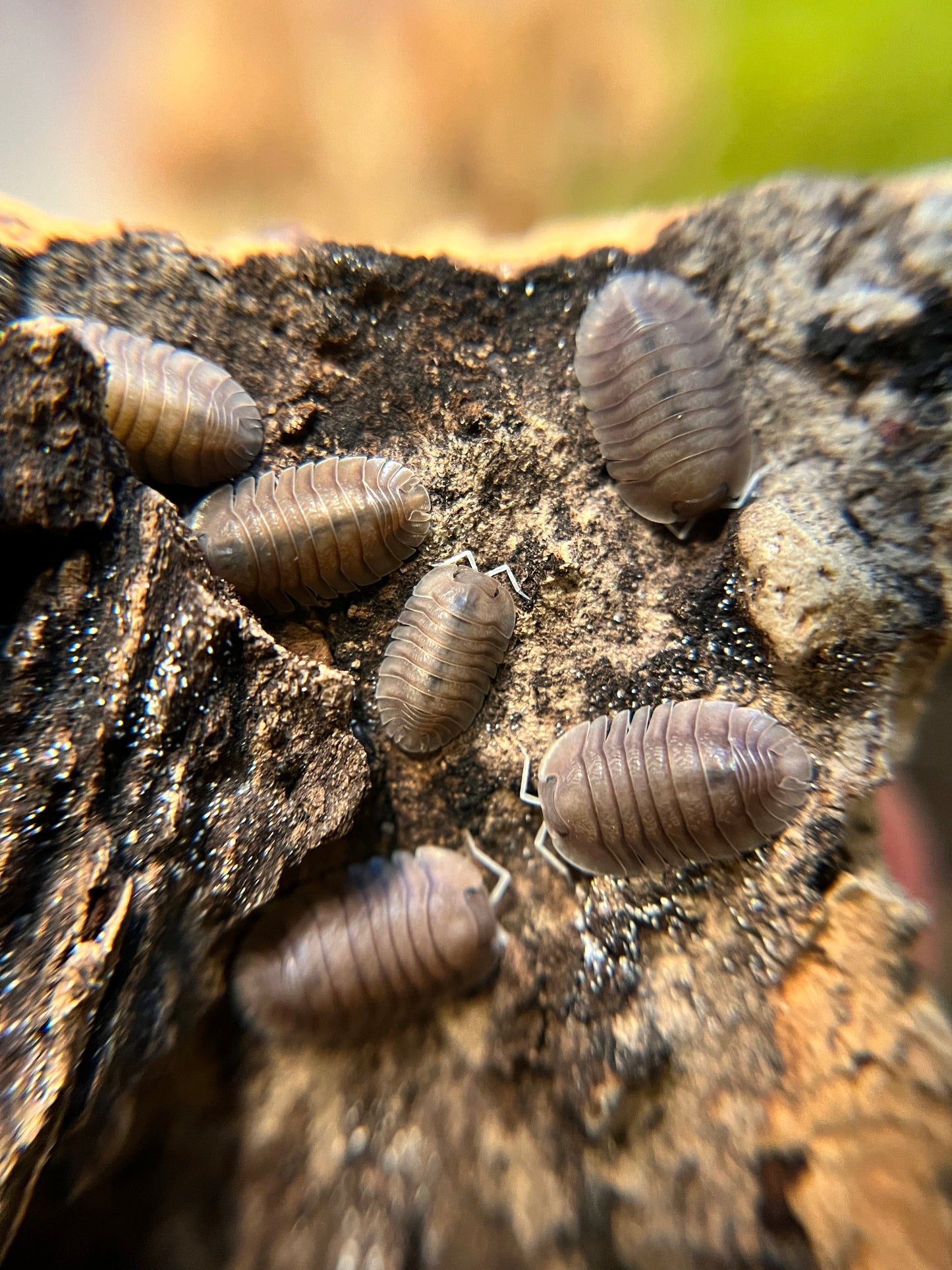 Troglodillo sp. “soil” isopods (10+ count)