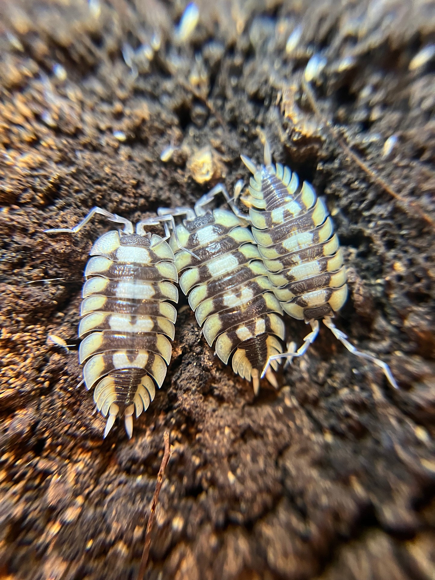 Porcellio expansus isopods (8+ count)