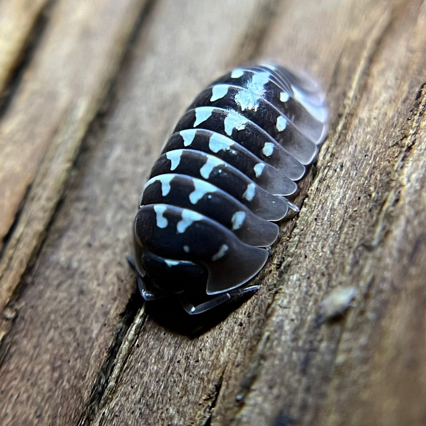 Armadillidium gestroi "white zinger" isopods (10+ count)