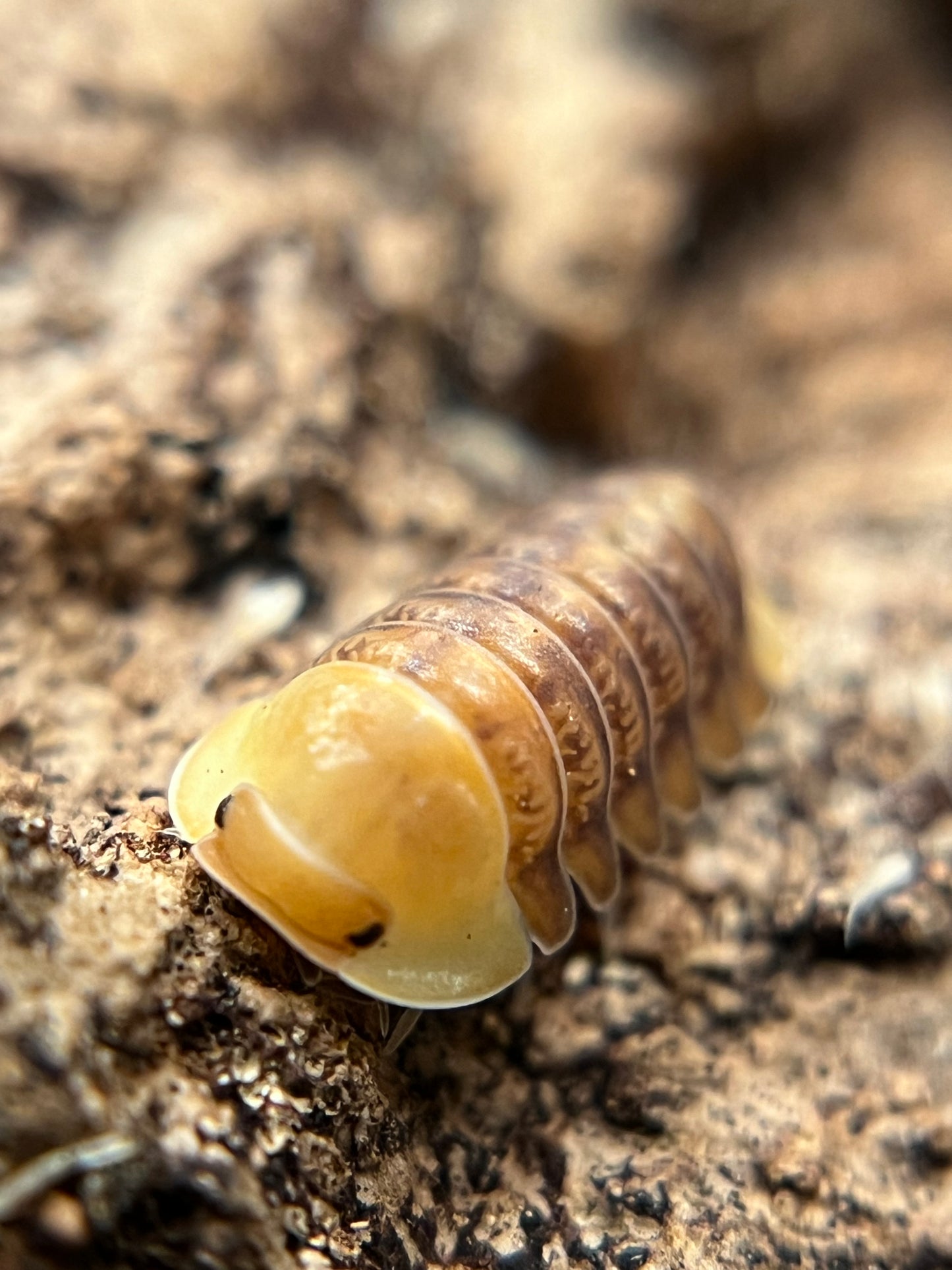 Cubaris sp. “Rubber Ducky” color mix isopods (10+ count)