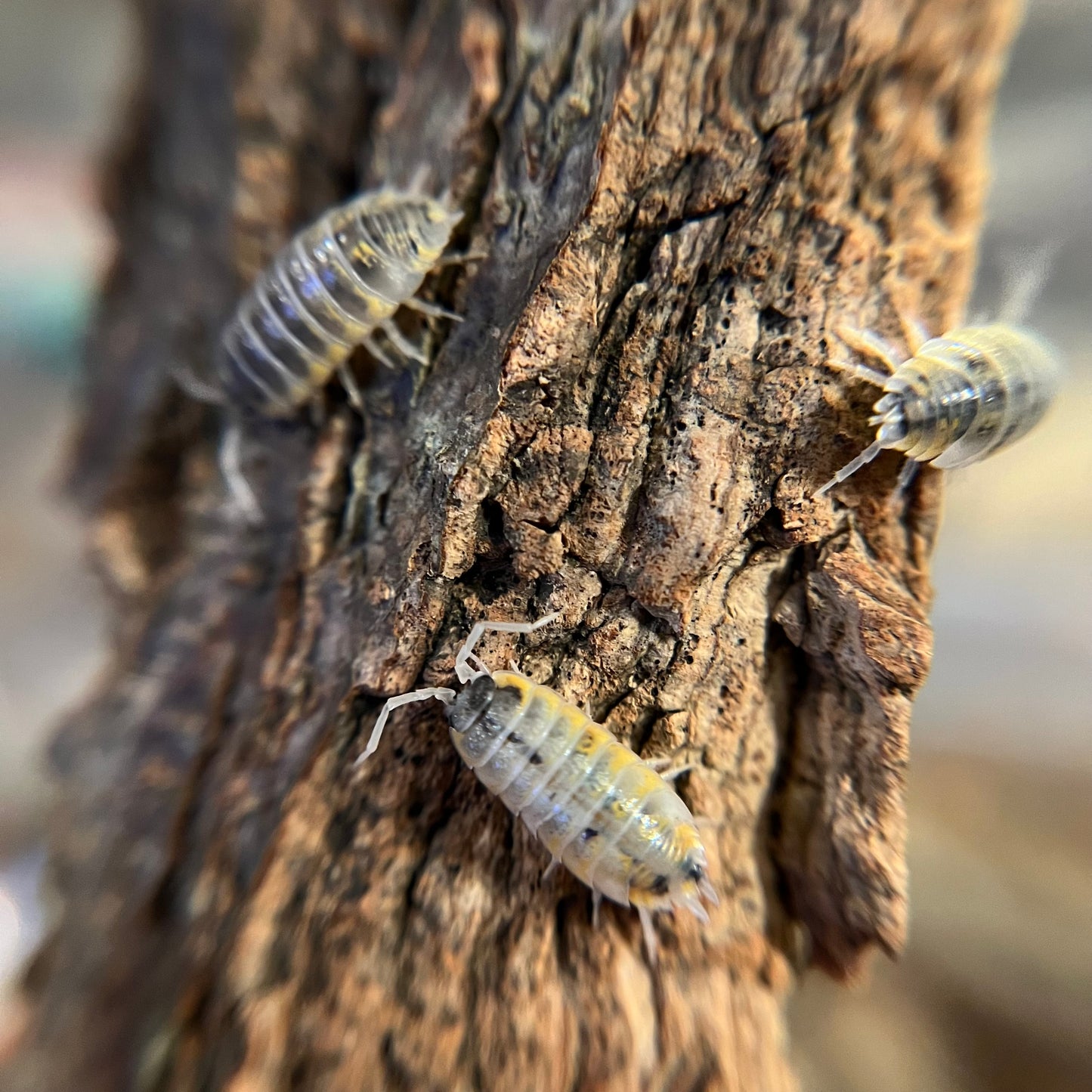 Porcellio ornatus “witches brew” isopods (12+ count)
