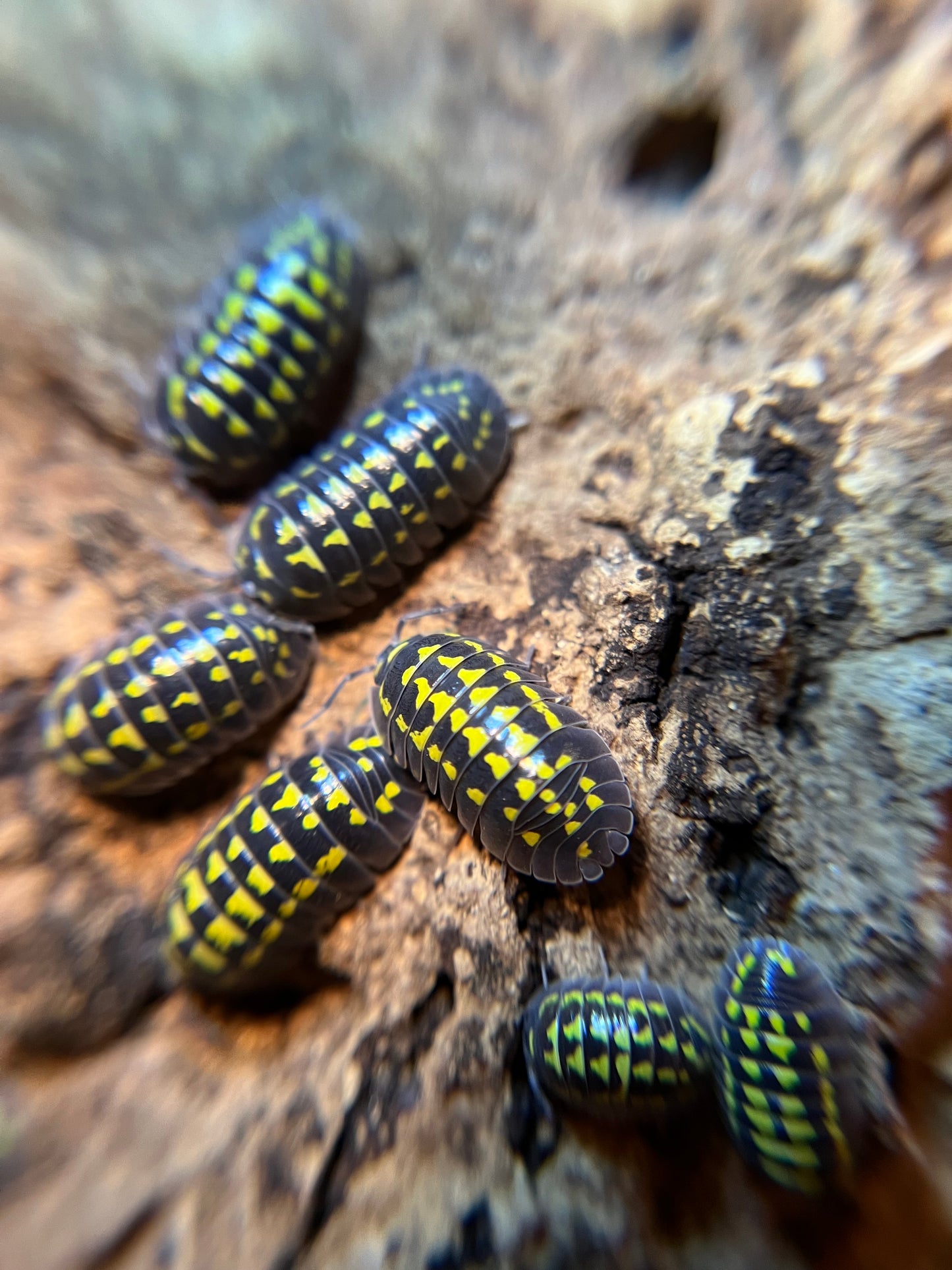 Armadillidium gestroi isopods (12+ count)