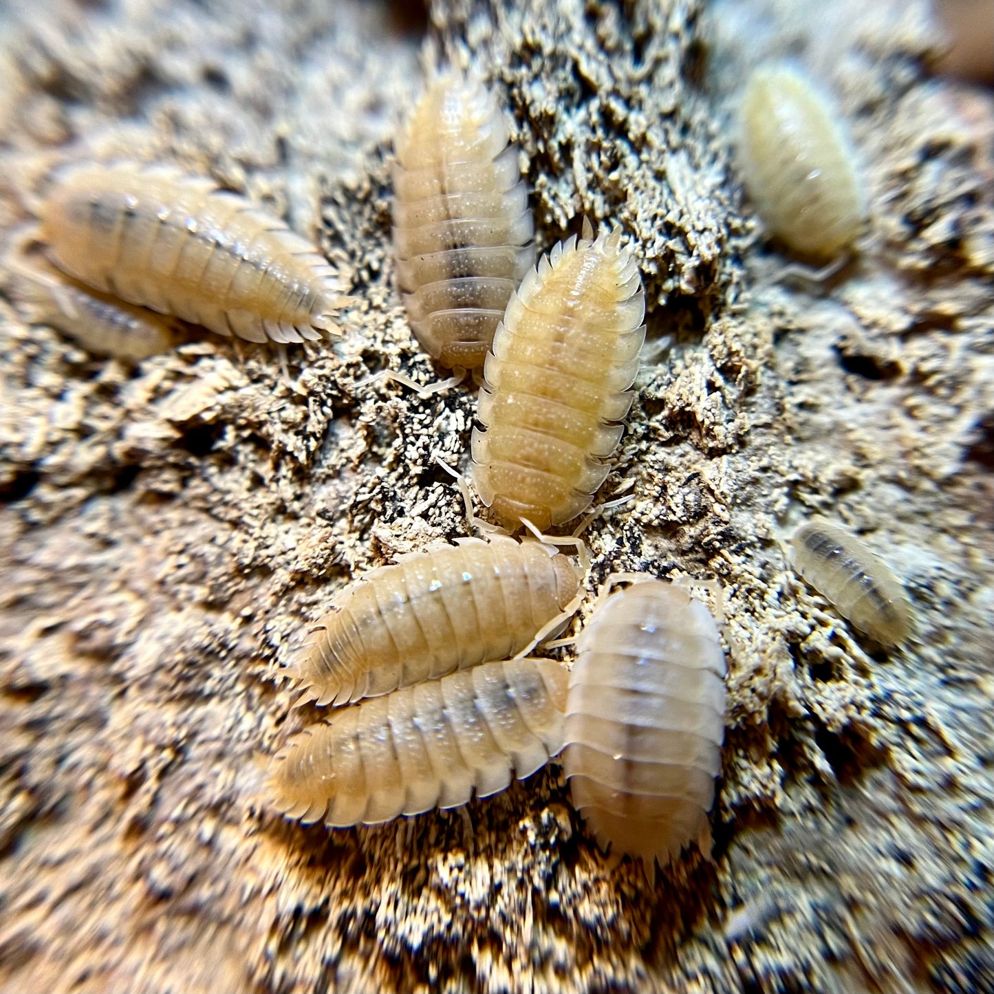 Porcellio scaber "yellow snow" isopods (12+ count)