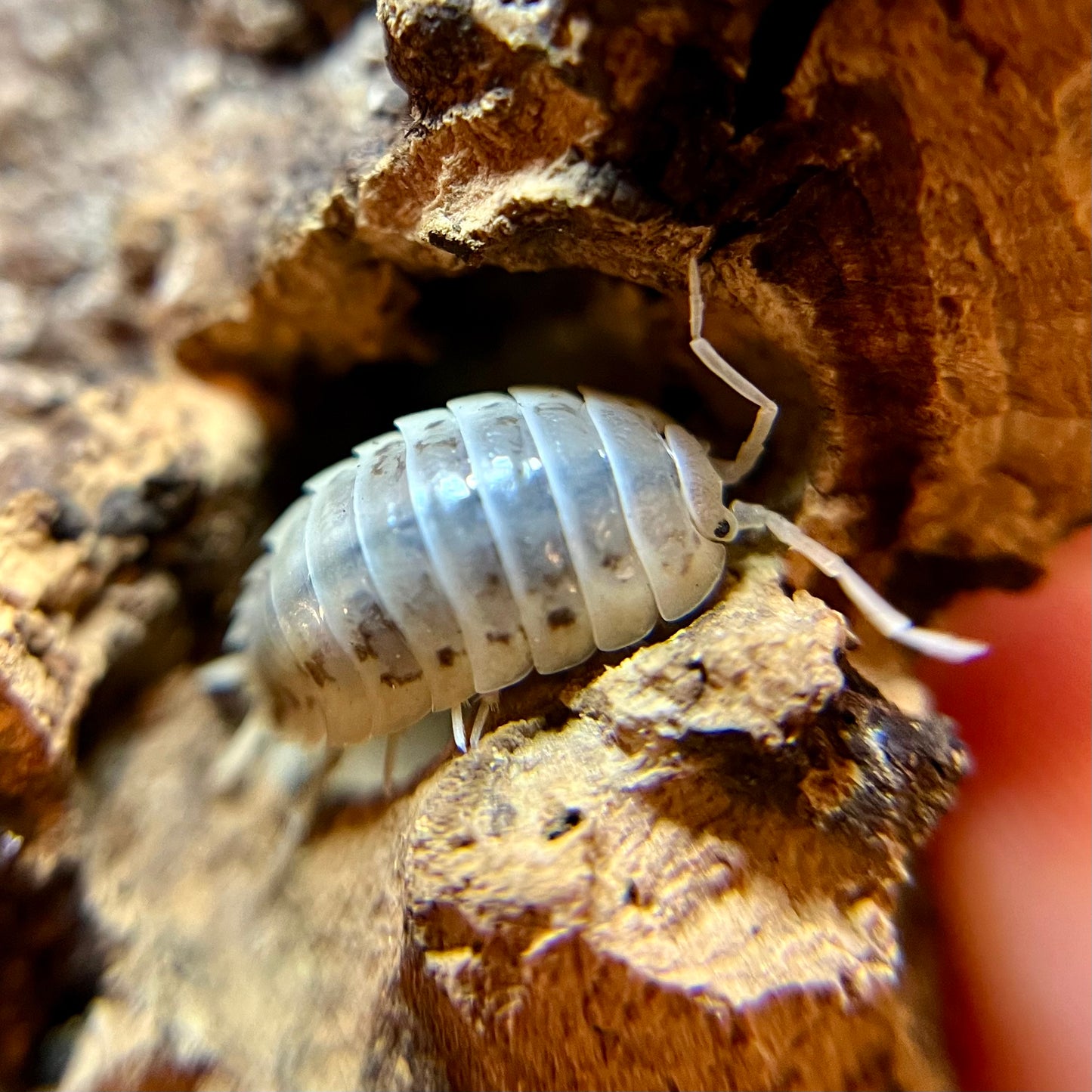 Porcellio laevis "how now" isopods (12+ count)