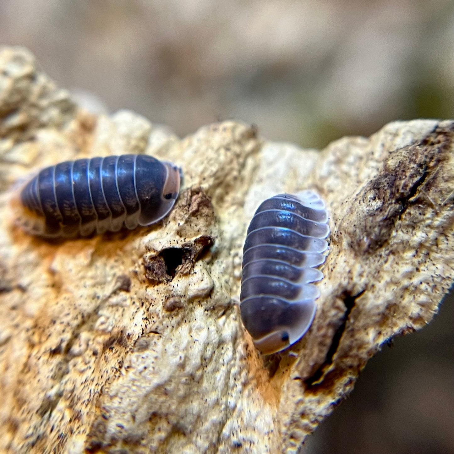 Cubaris sp. "Pak Chong" isopods (10+ count)