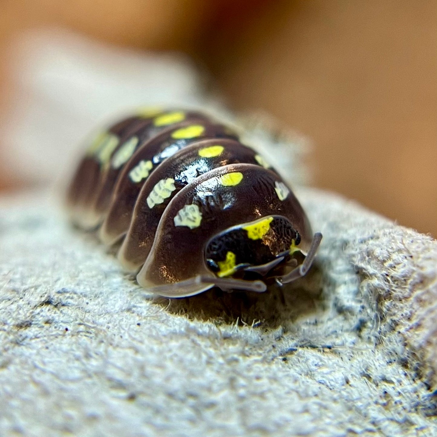 Armadillidium klugii "pudding" isopods (12+ count)