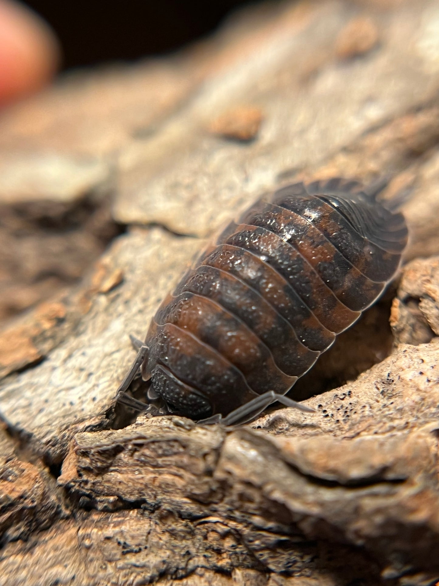 Porcellio scaber "lava" isopods (12+ count)