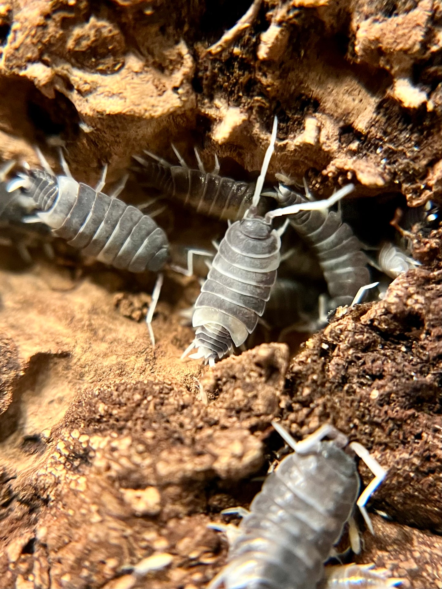 Porcellionides pruinosus “oreo crumble” isopods (12+ count)