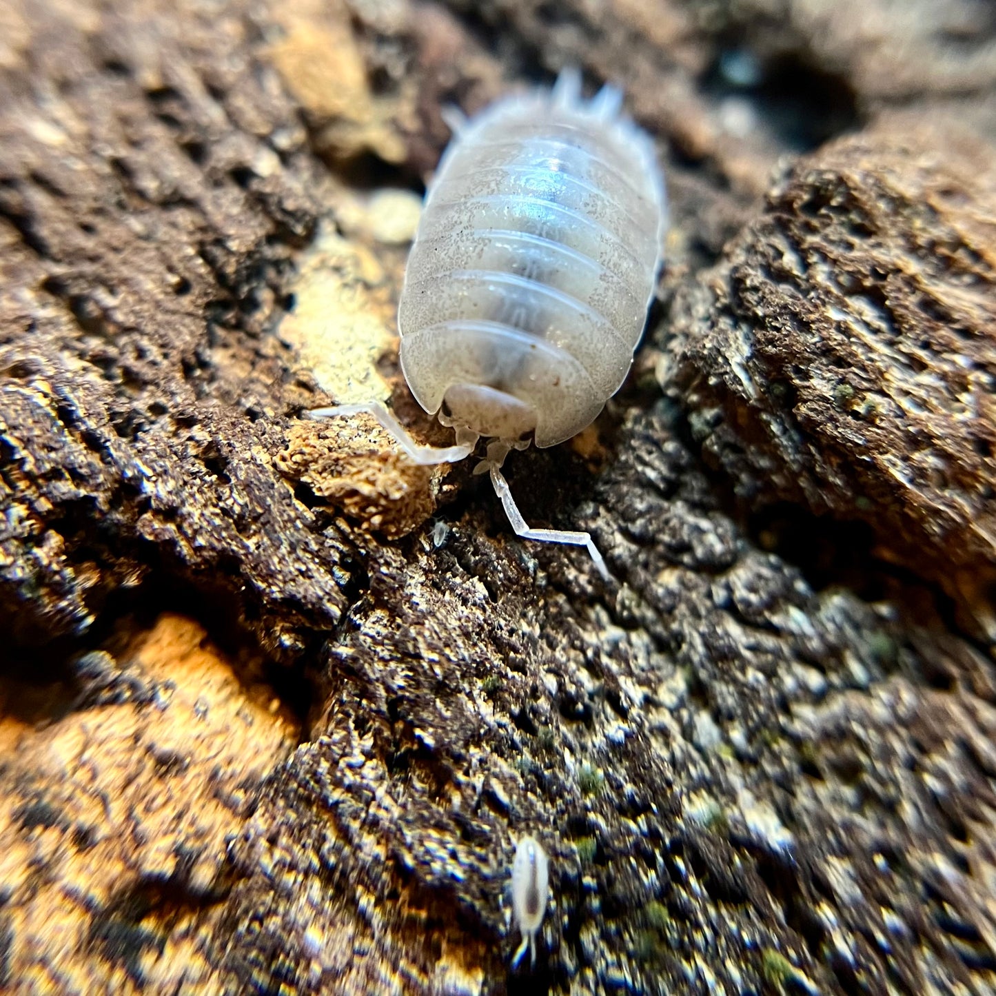 Porcellio laevis "milkback" isopods (12+ count)