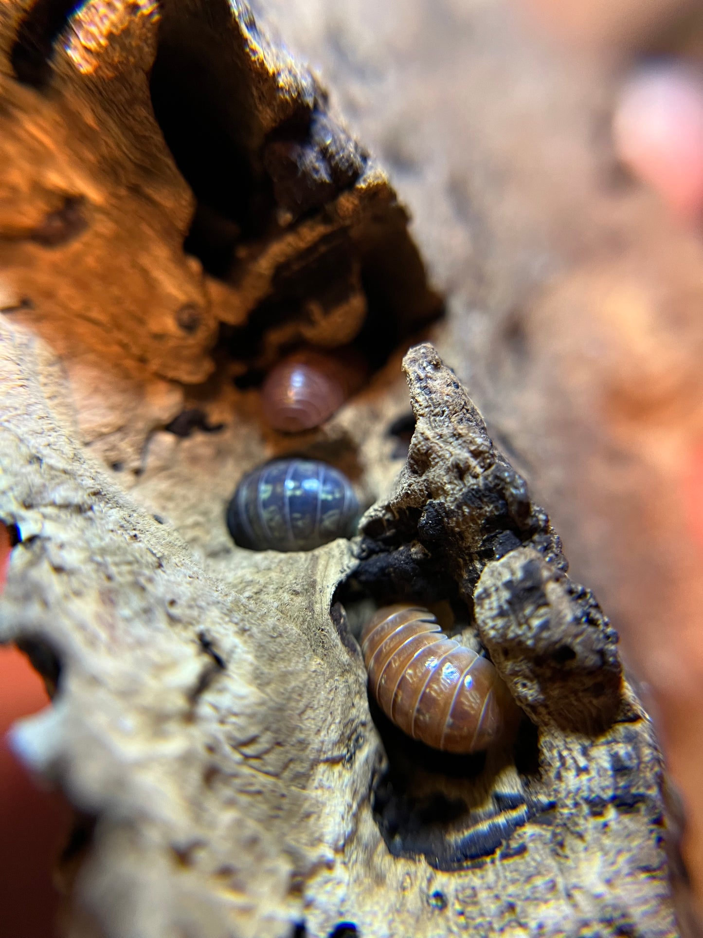 Armadillidium vulgare "gem mix" isopods (12+ count)
