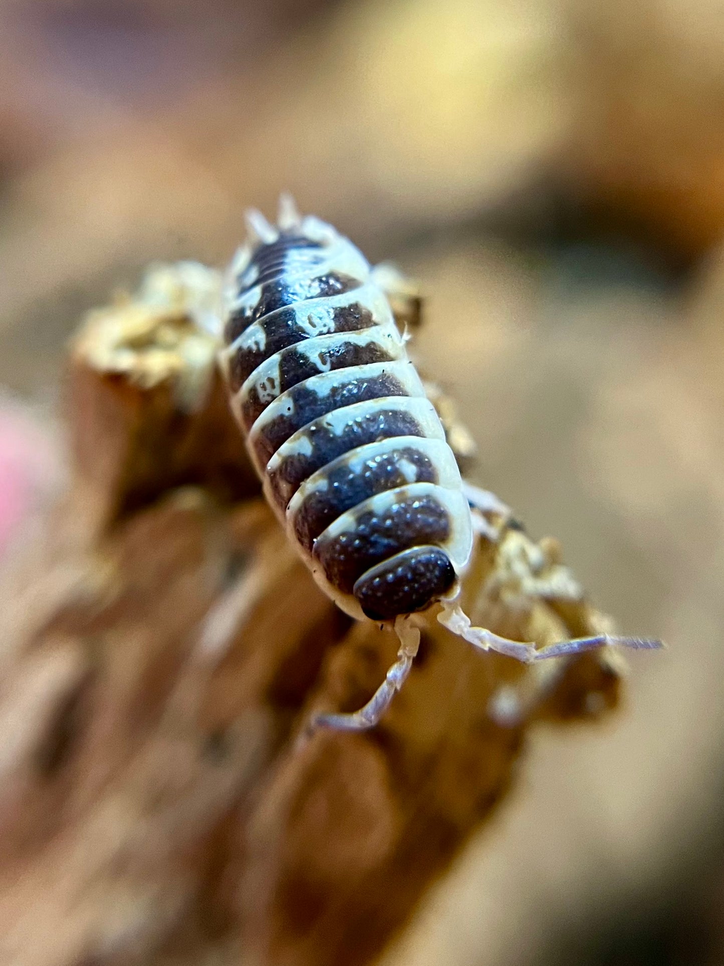 Porcellio ornatus "high yellow" isopods (10+ count)