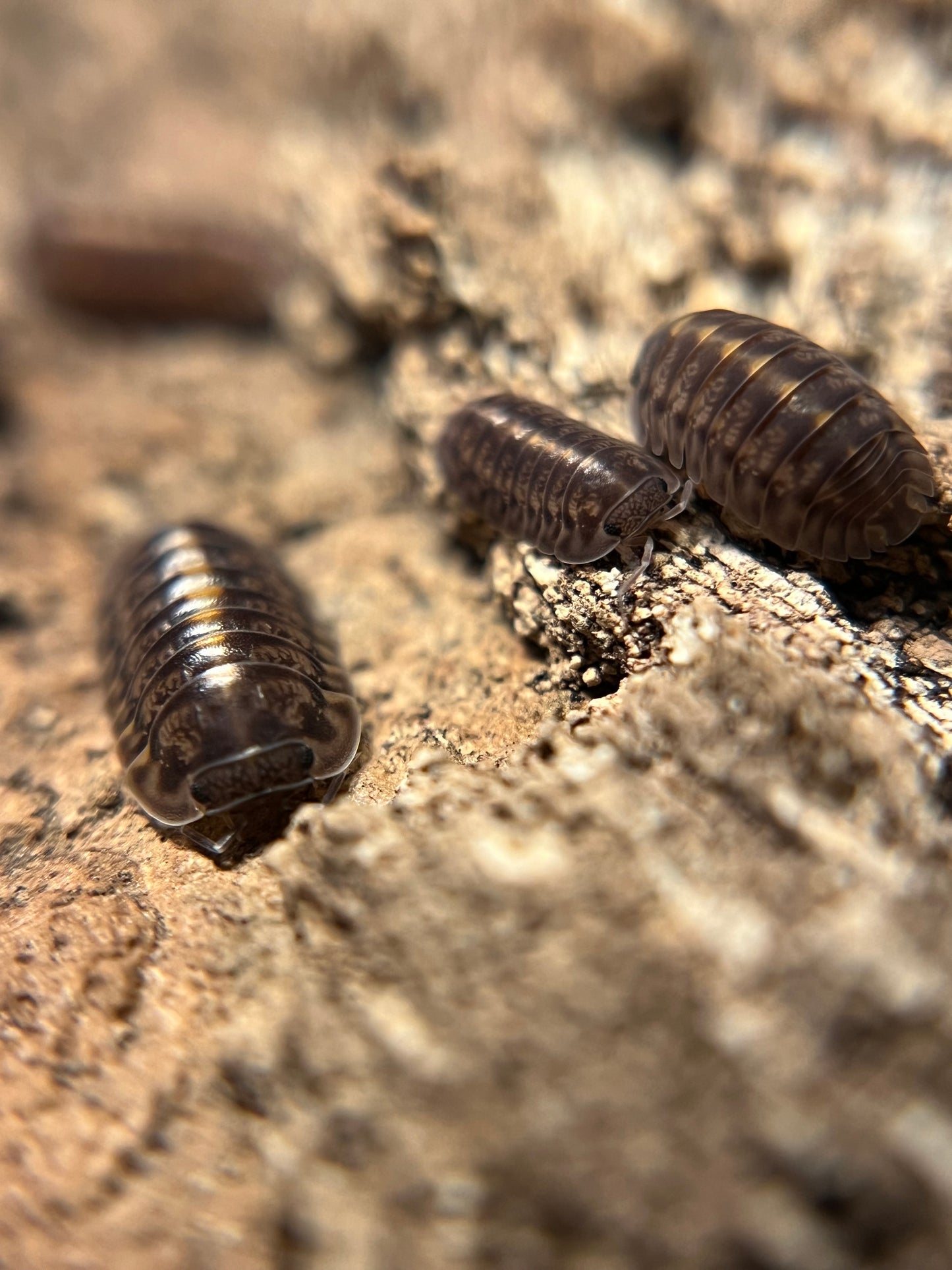 Cubaris. sp. "Platin Tung Song" isopods (10+ count)