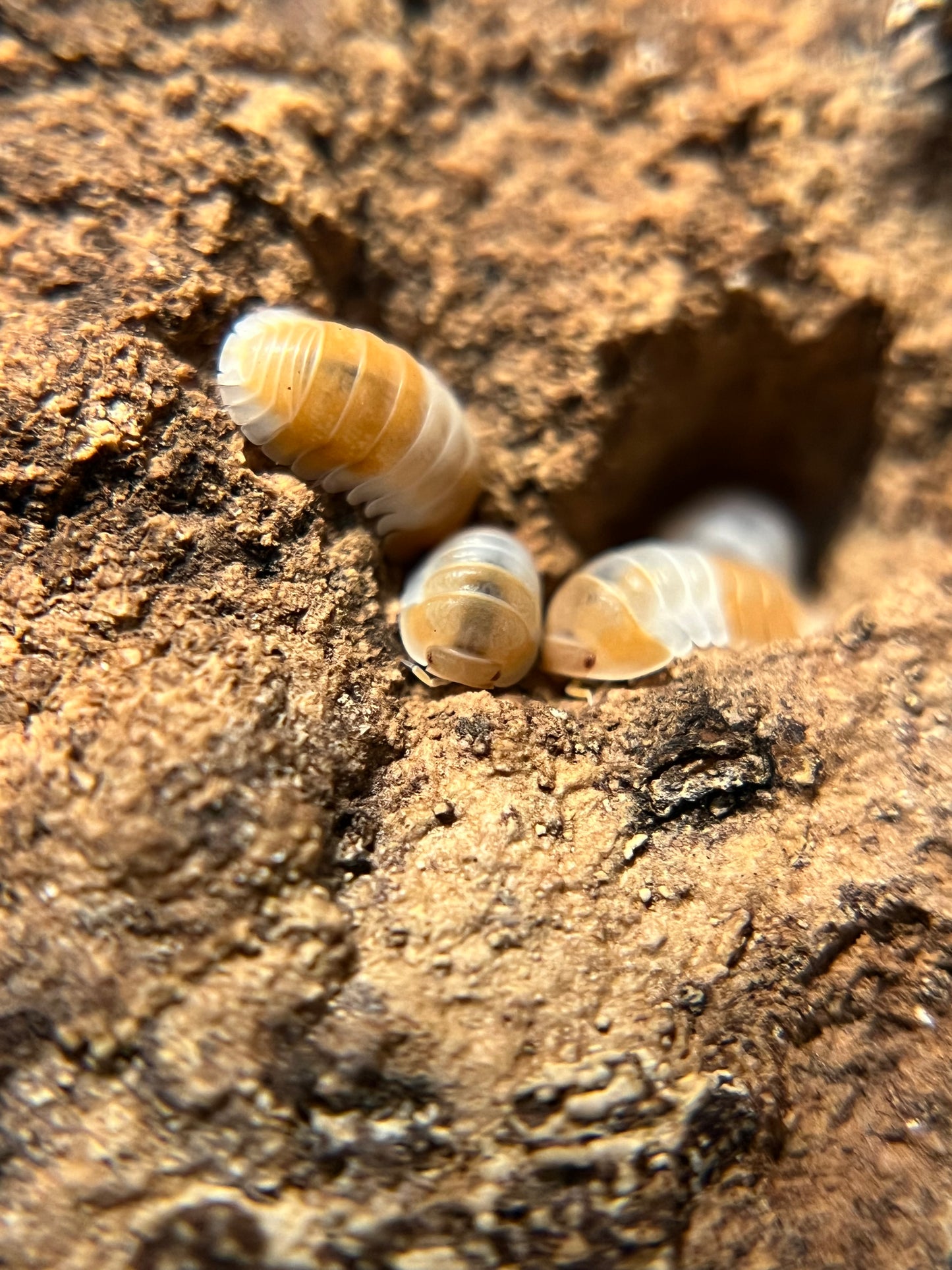 Cubaris sp. "red panda" isopods (10+ count)