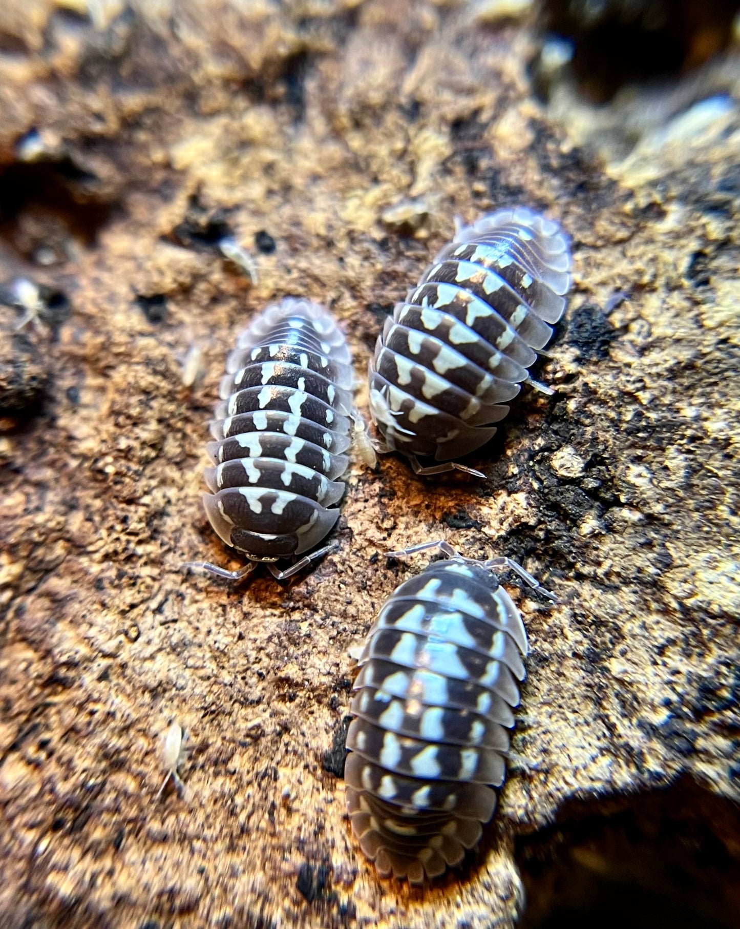 Armadillidium gestroi "white zinger" isopods (10+ count)