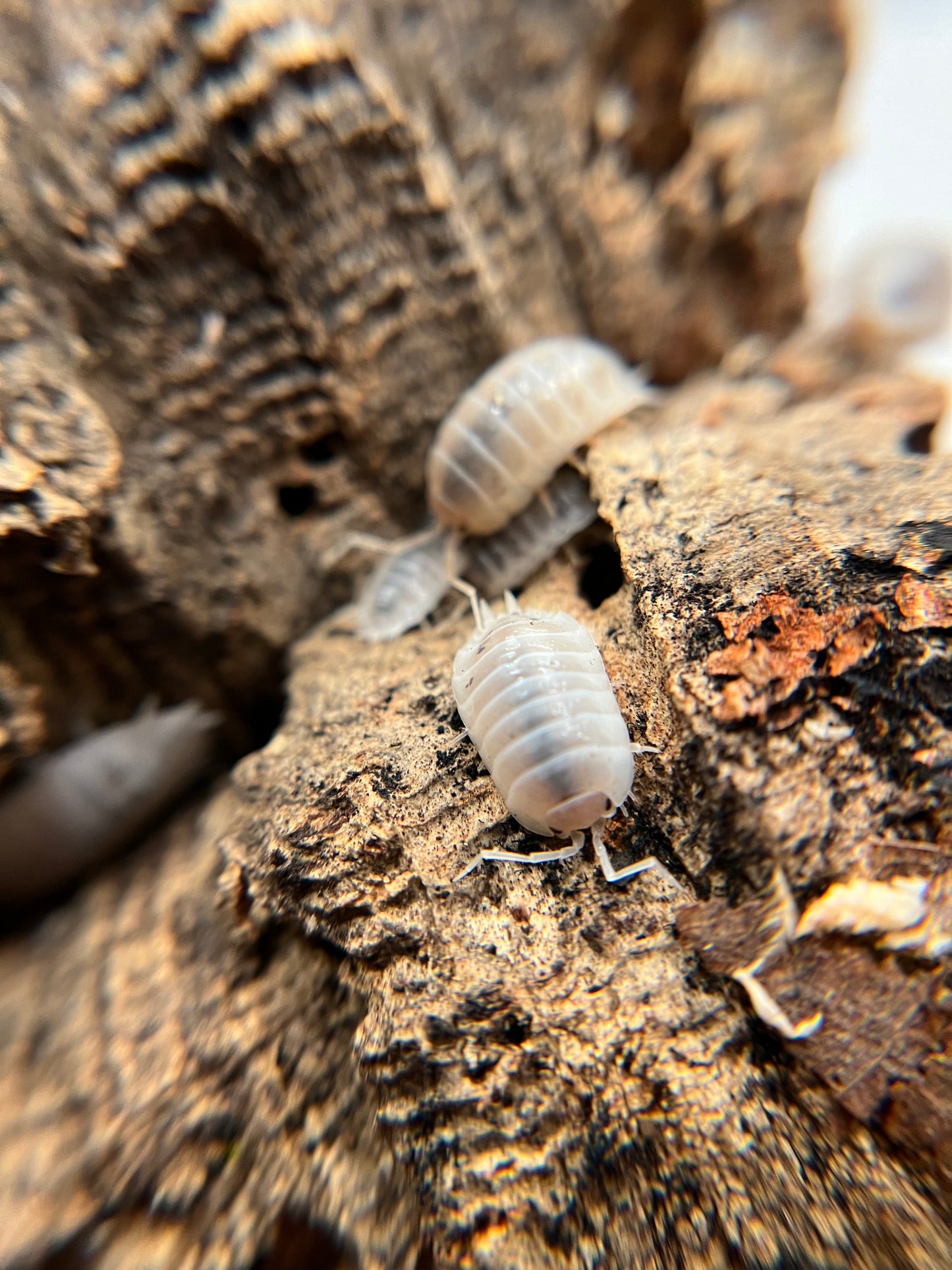 Porcellio laevis "white" isopods (12+ count)