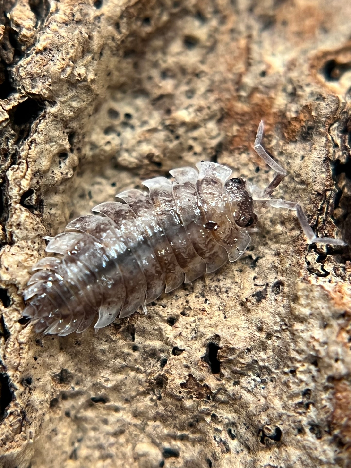 Porcellio scaber "koi" isopods (12+ count)