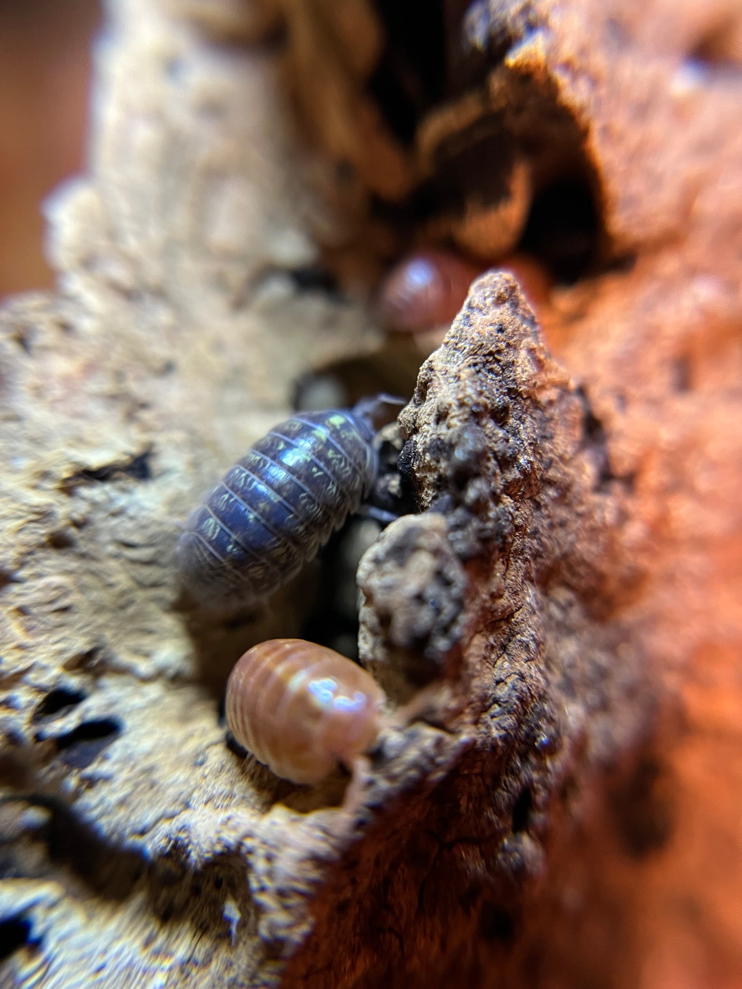 Armadillidium vulgare "gem mix" isopods (12+ count)