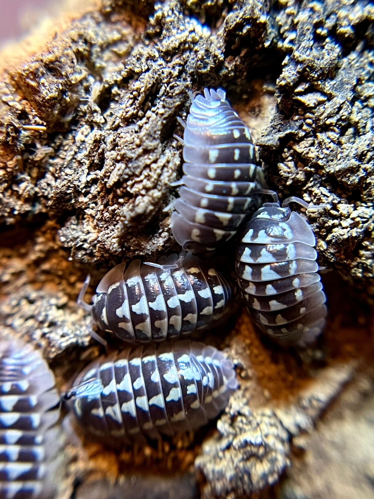 Armadillidium gestroi "white zinger" isopods (10+ count)