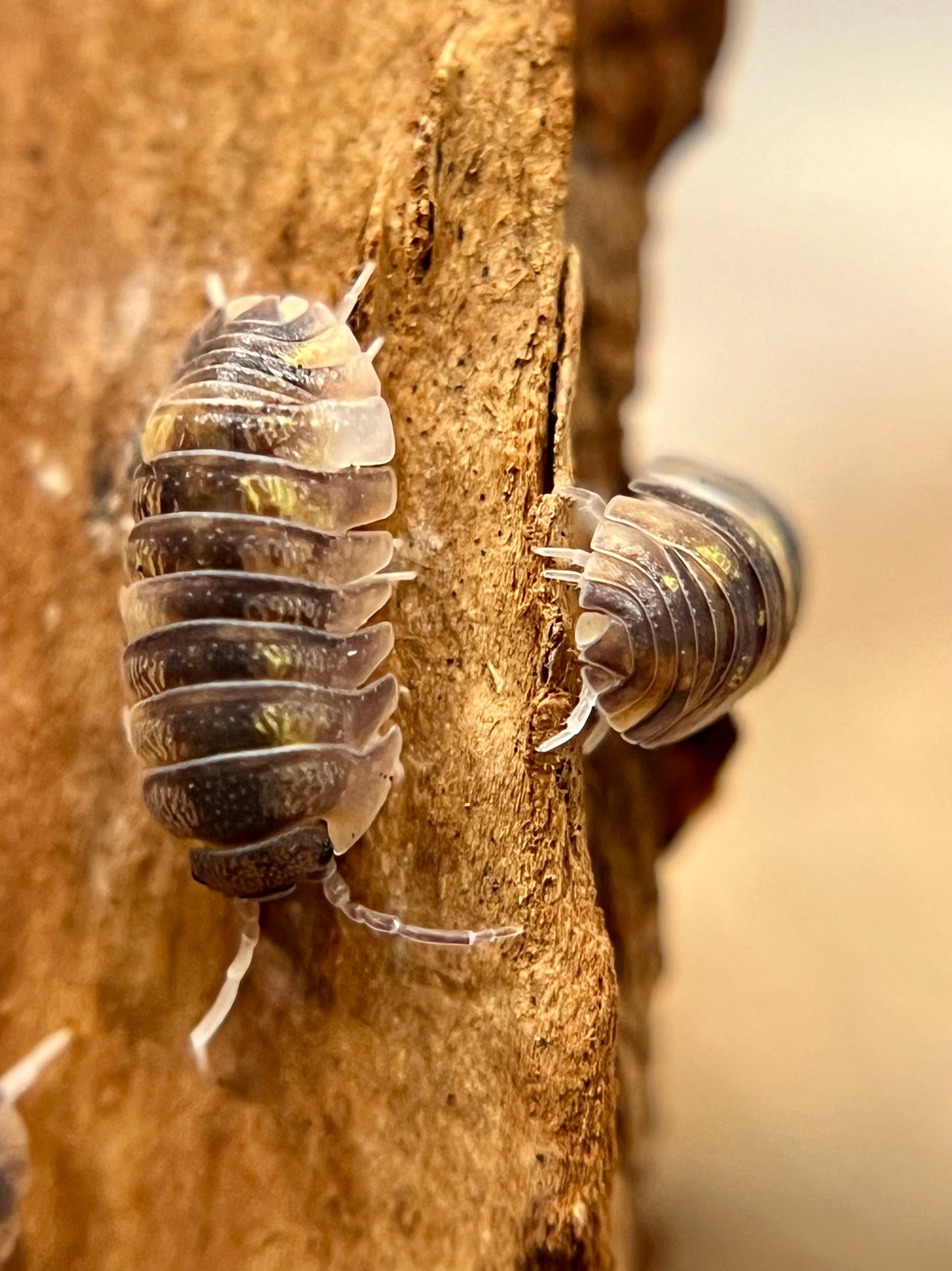 Armadillidium granulatum "koi" isopods (10+ count)