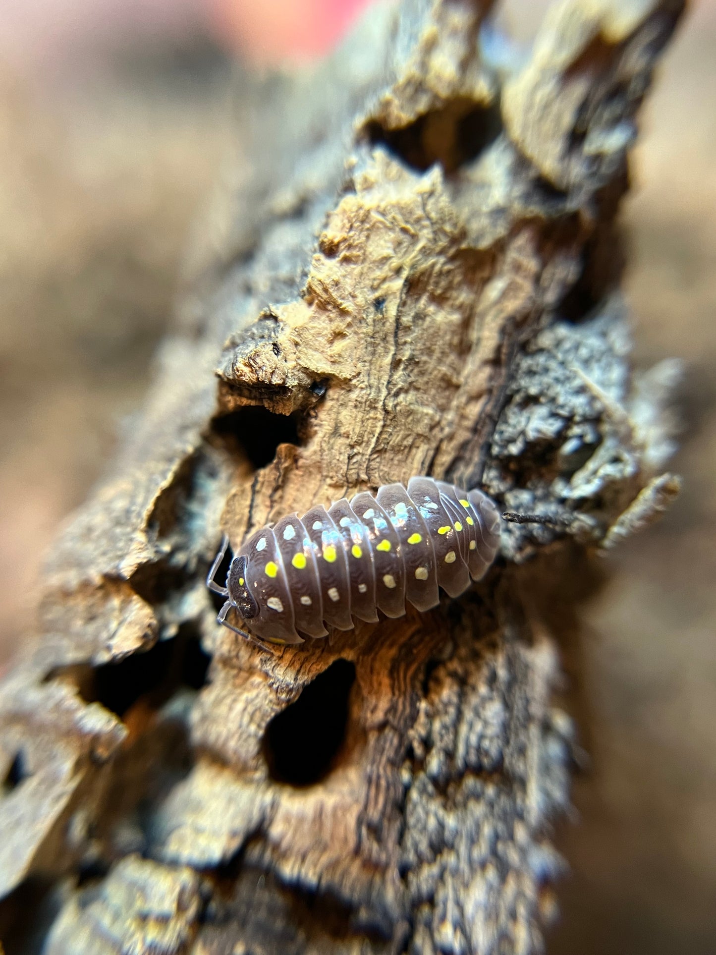 Armadillidium klugii "pudding" isopods (12+ count)