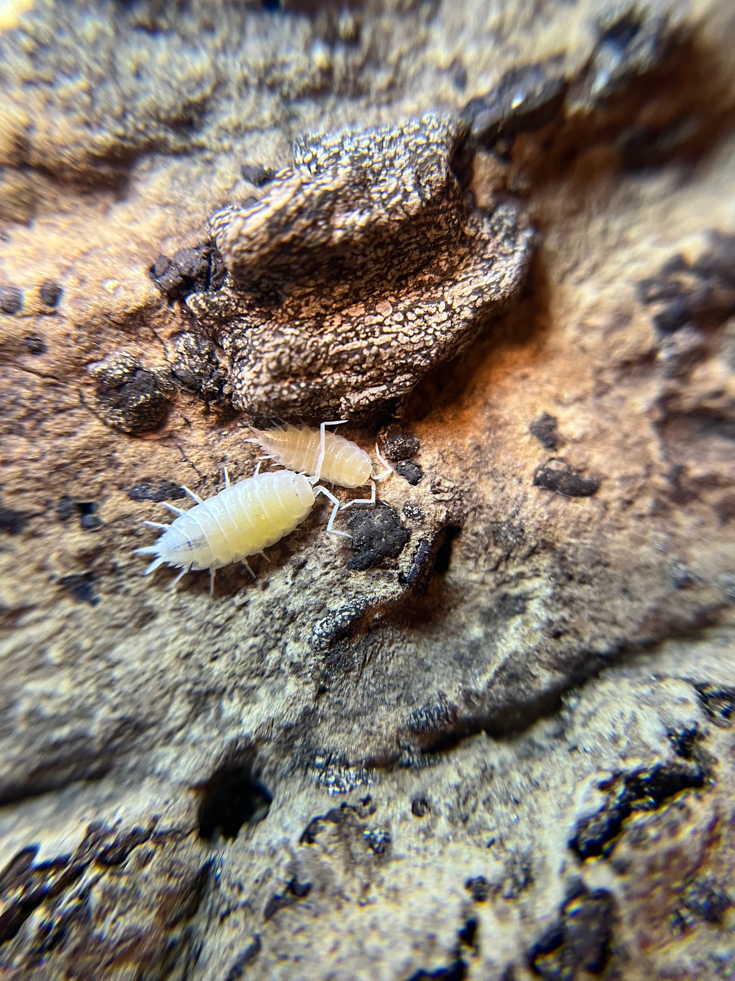 Porcellionides pruinosus “powder white” isopods (12+ count)