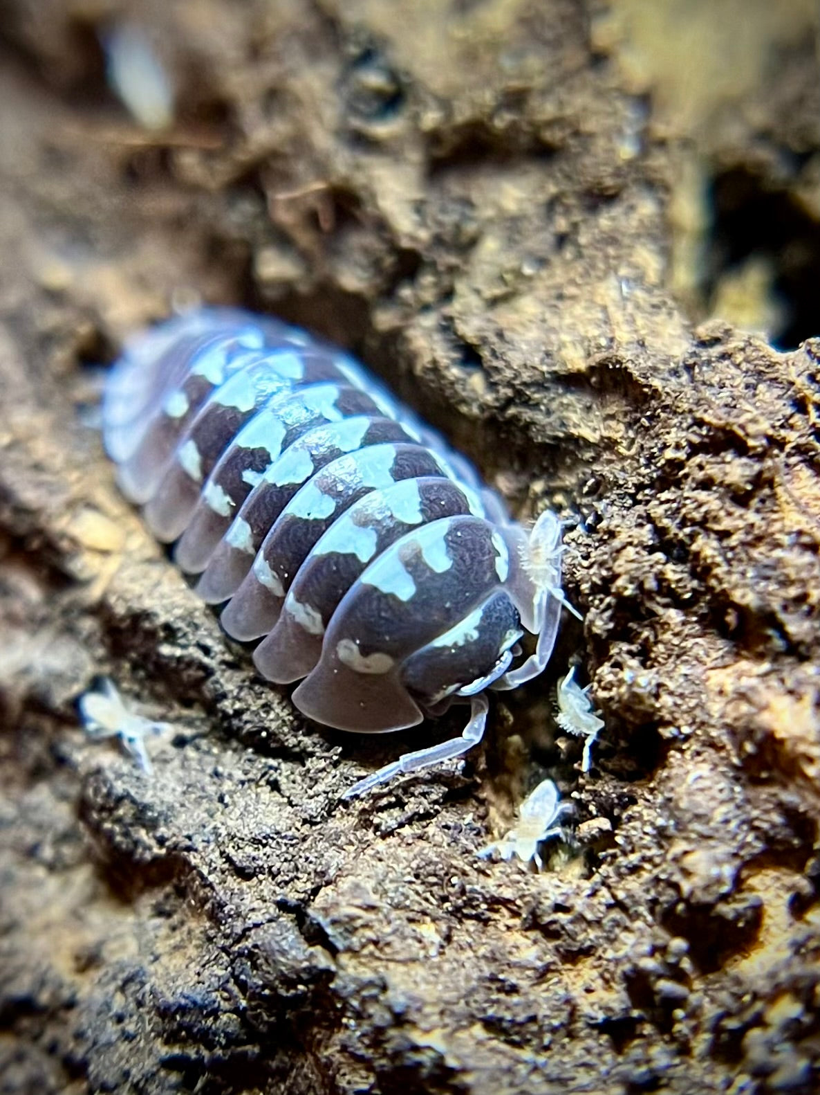 Armadillidium gestroi "white zinger" isopods (10+ count)