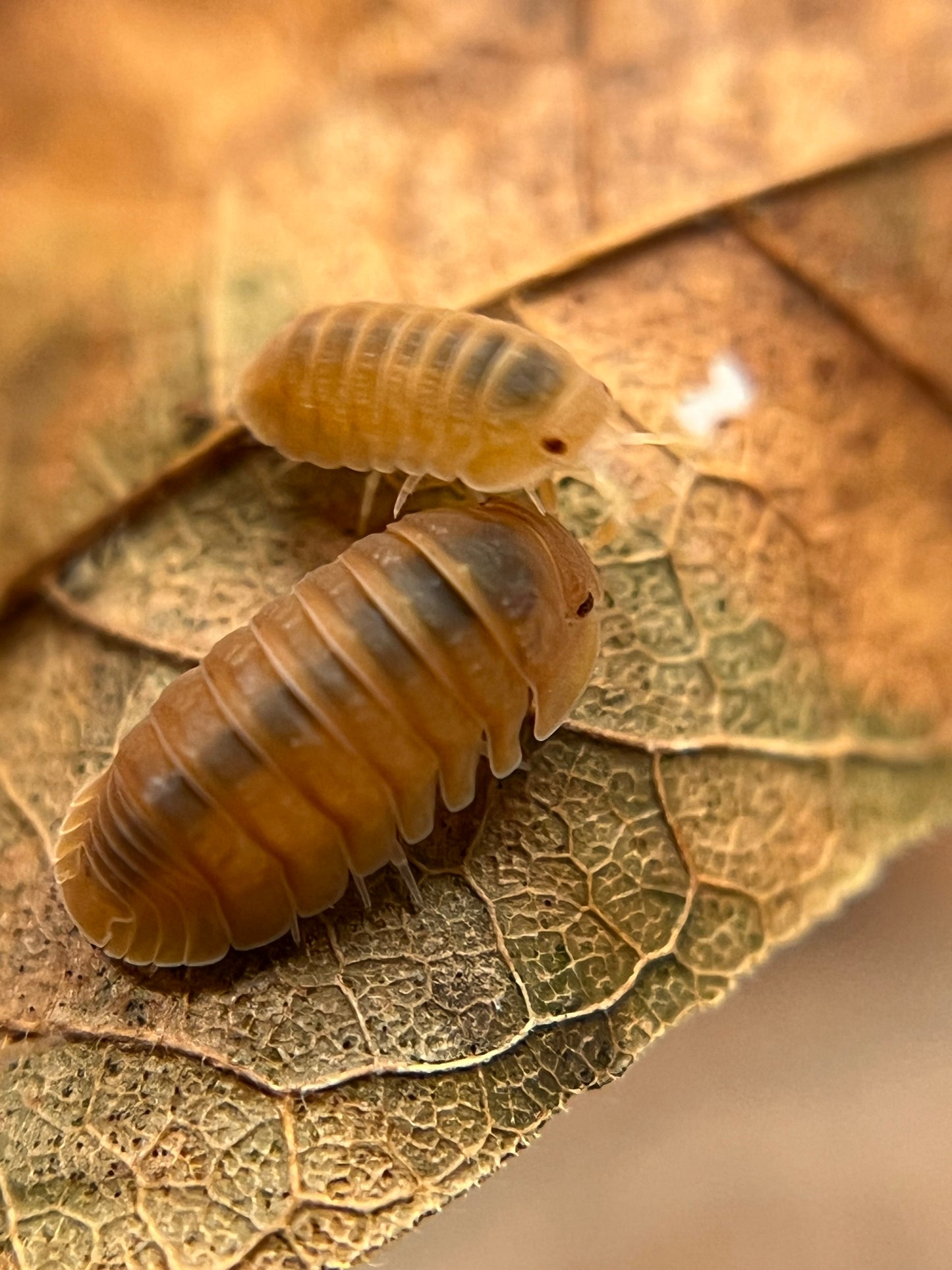 Cubaris murina "anemone" isopods (12+ count)