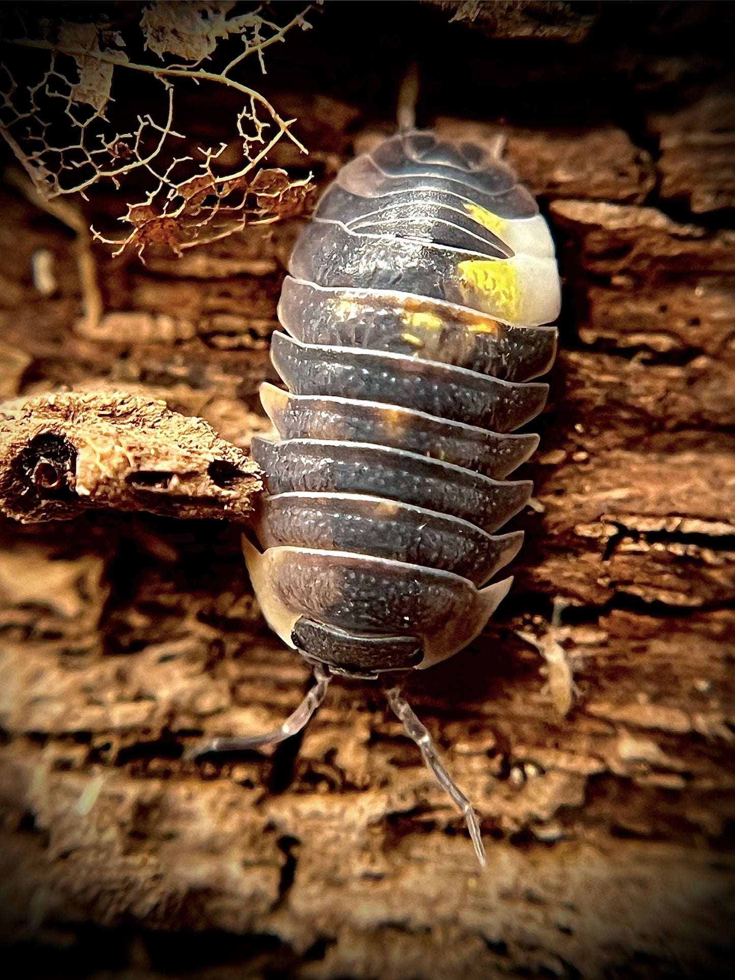 Armadillidium granulatum "koi" isopods (10+ count)