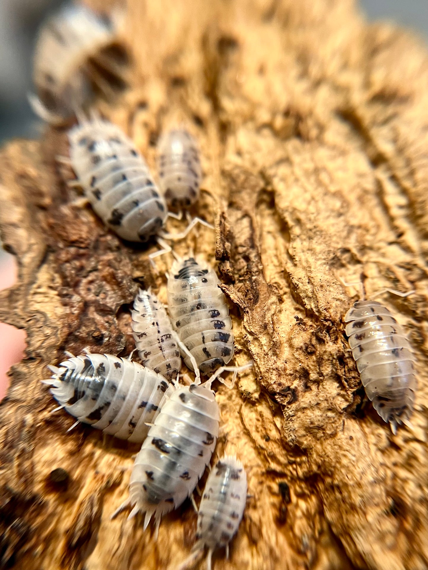 Porcellio laevis "dairy cow" isopods (12+ count)