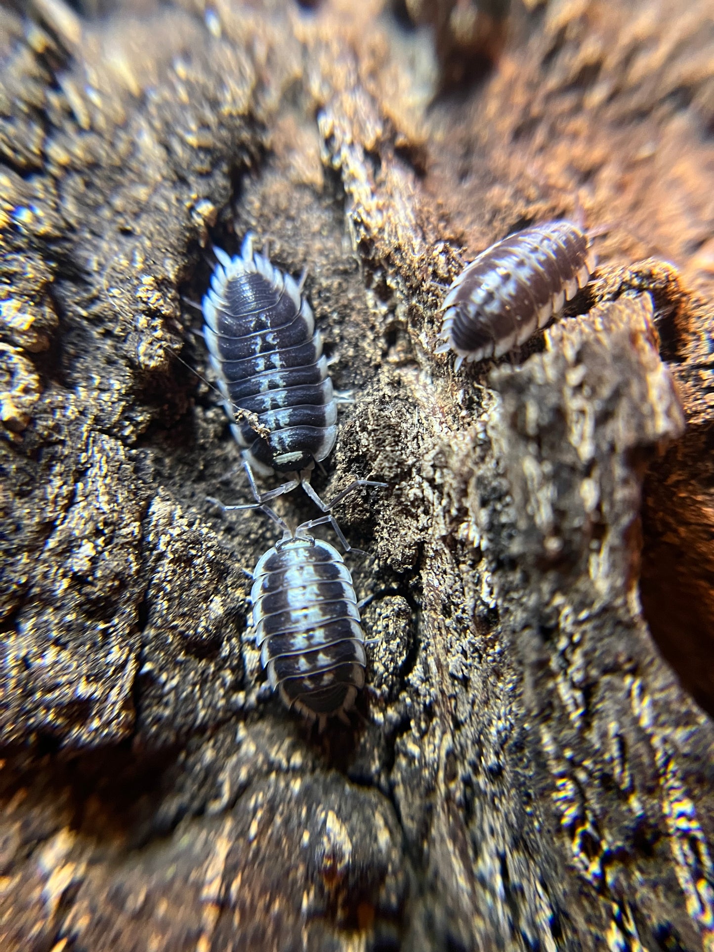 Porcellio flavomarginatus isopods (10+ count)