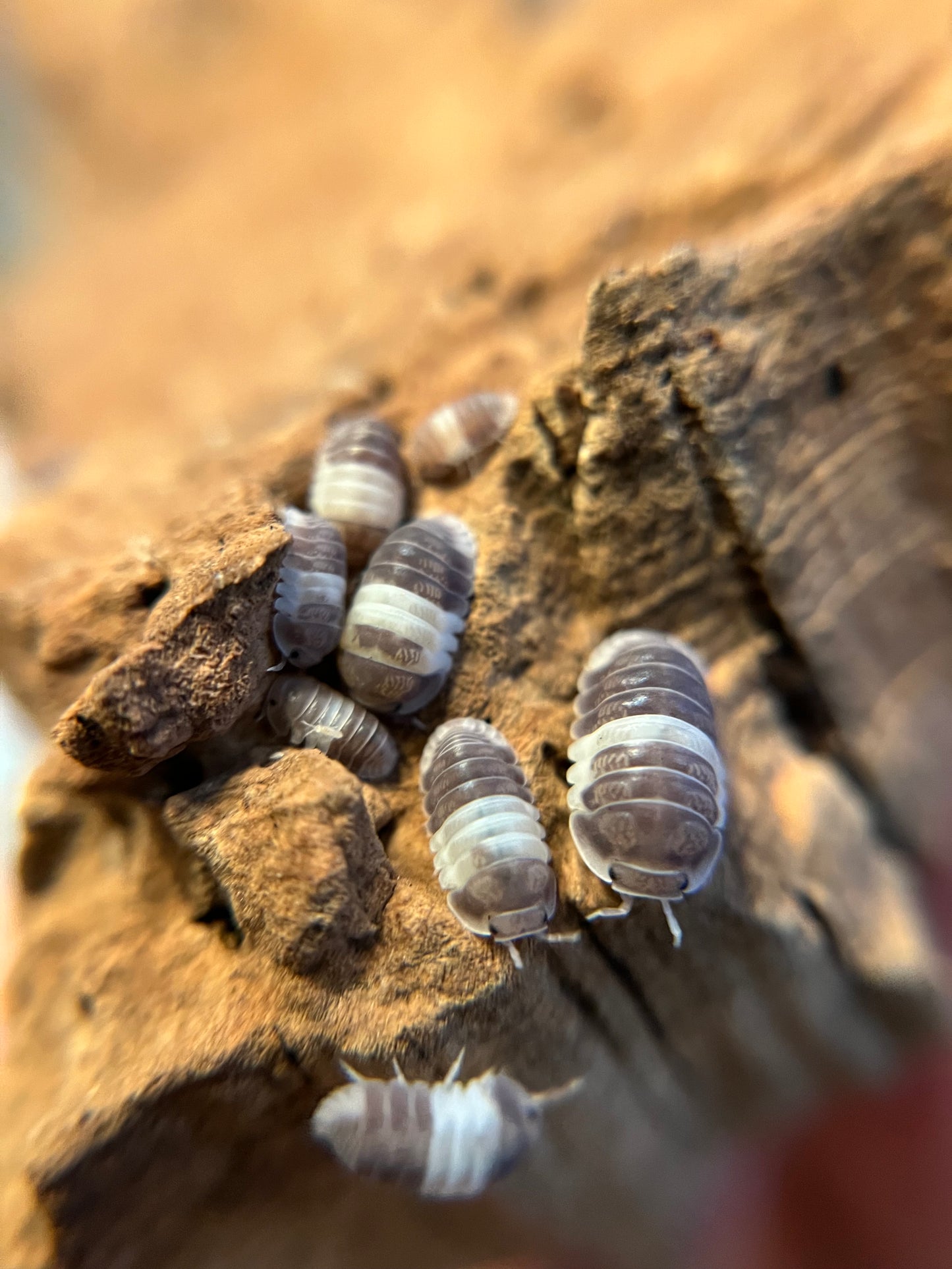 Cubaris sp. "panda king" isopods (12+ count)