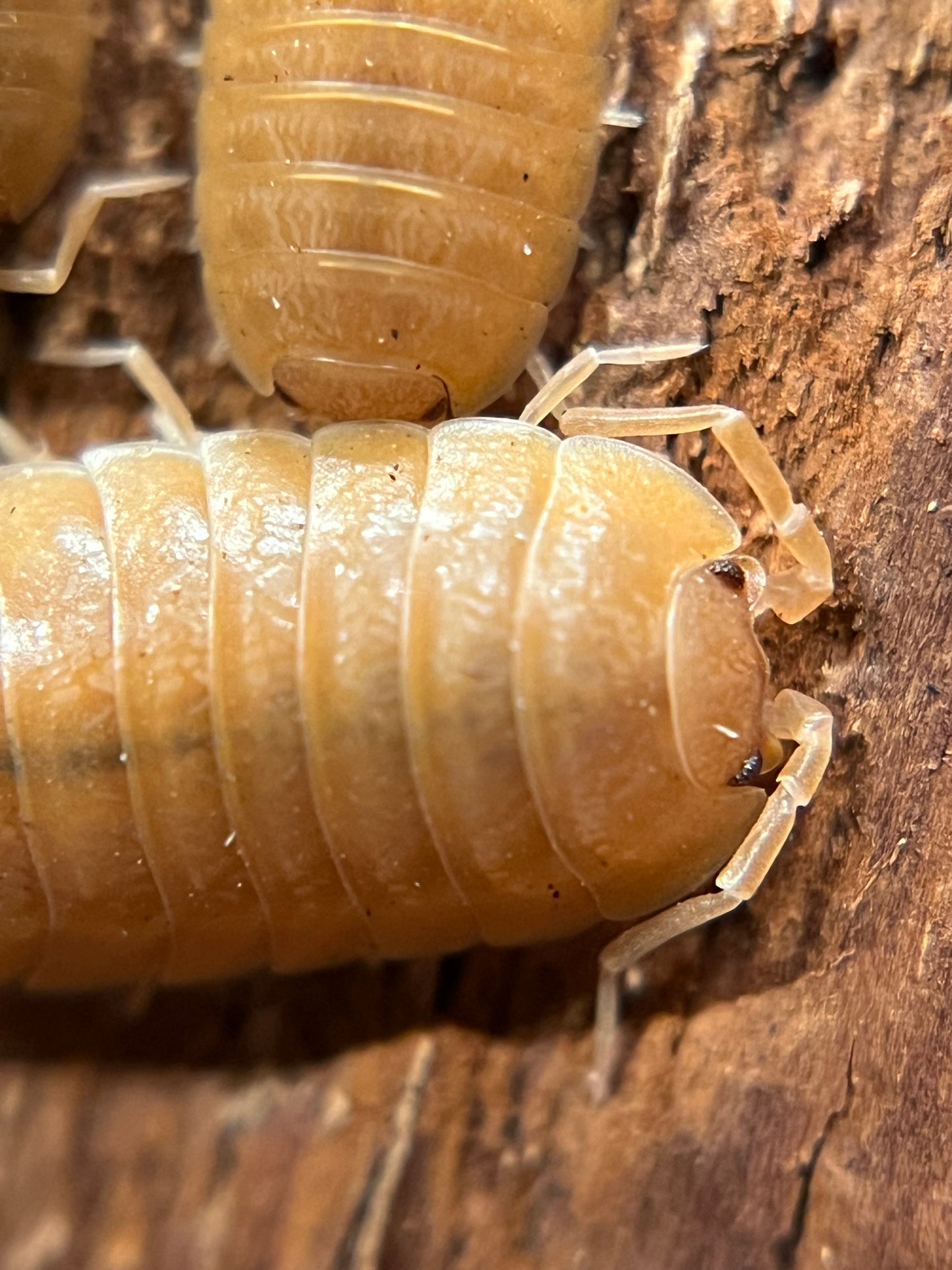 Porcellio laevis "orange" isopods (12+ count)
