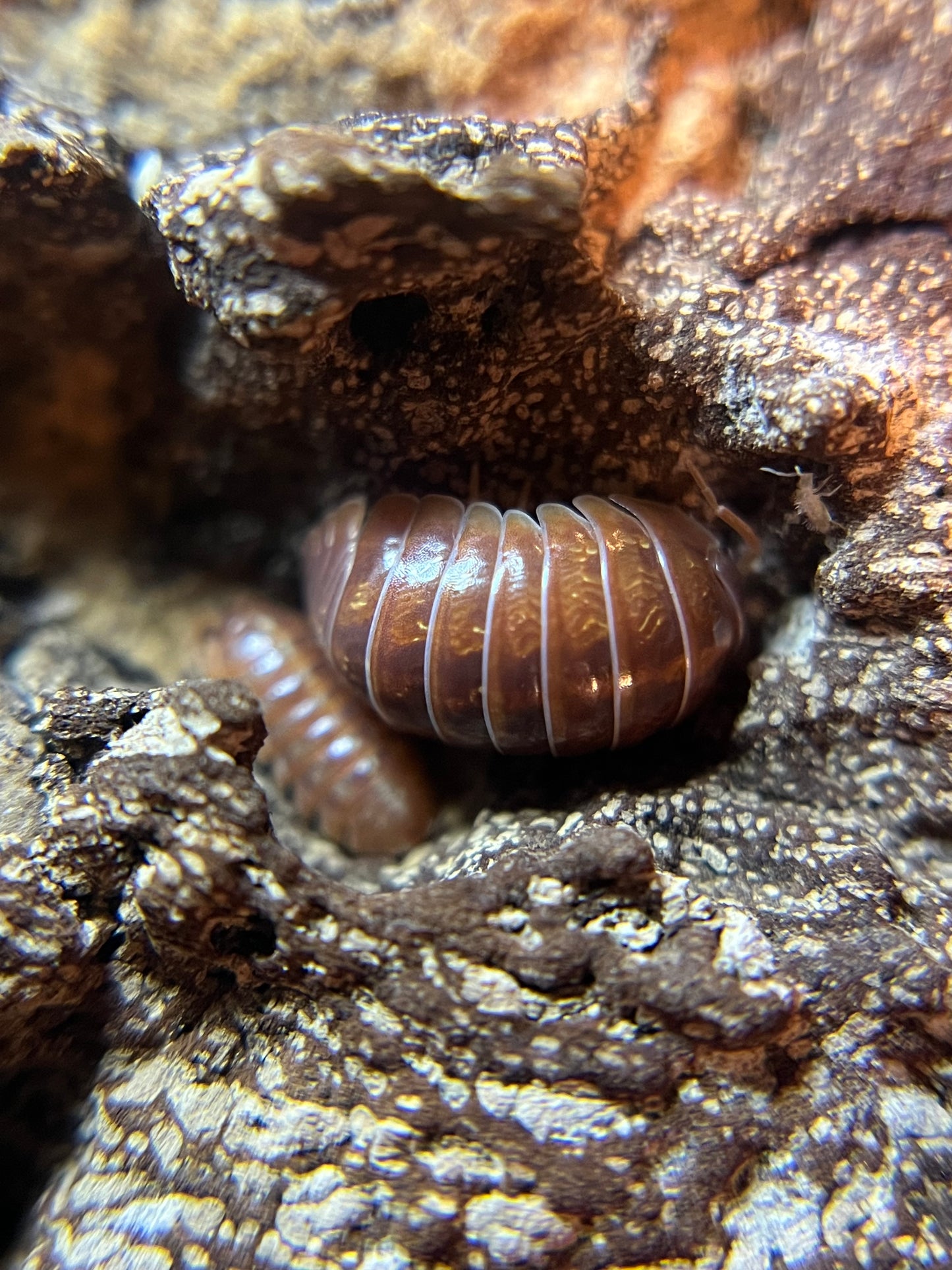 Armadillidium vulgare “orange vigor” isopods (12+ count)