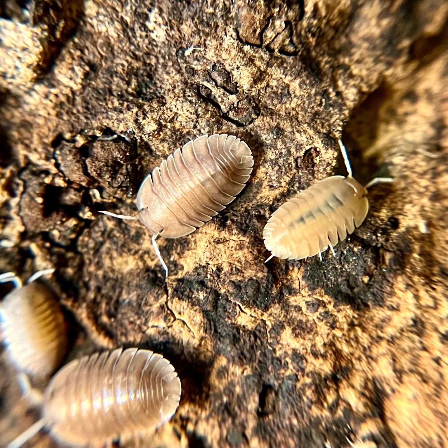 Troglodillo sp. “soil” isopods (10+ count)