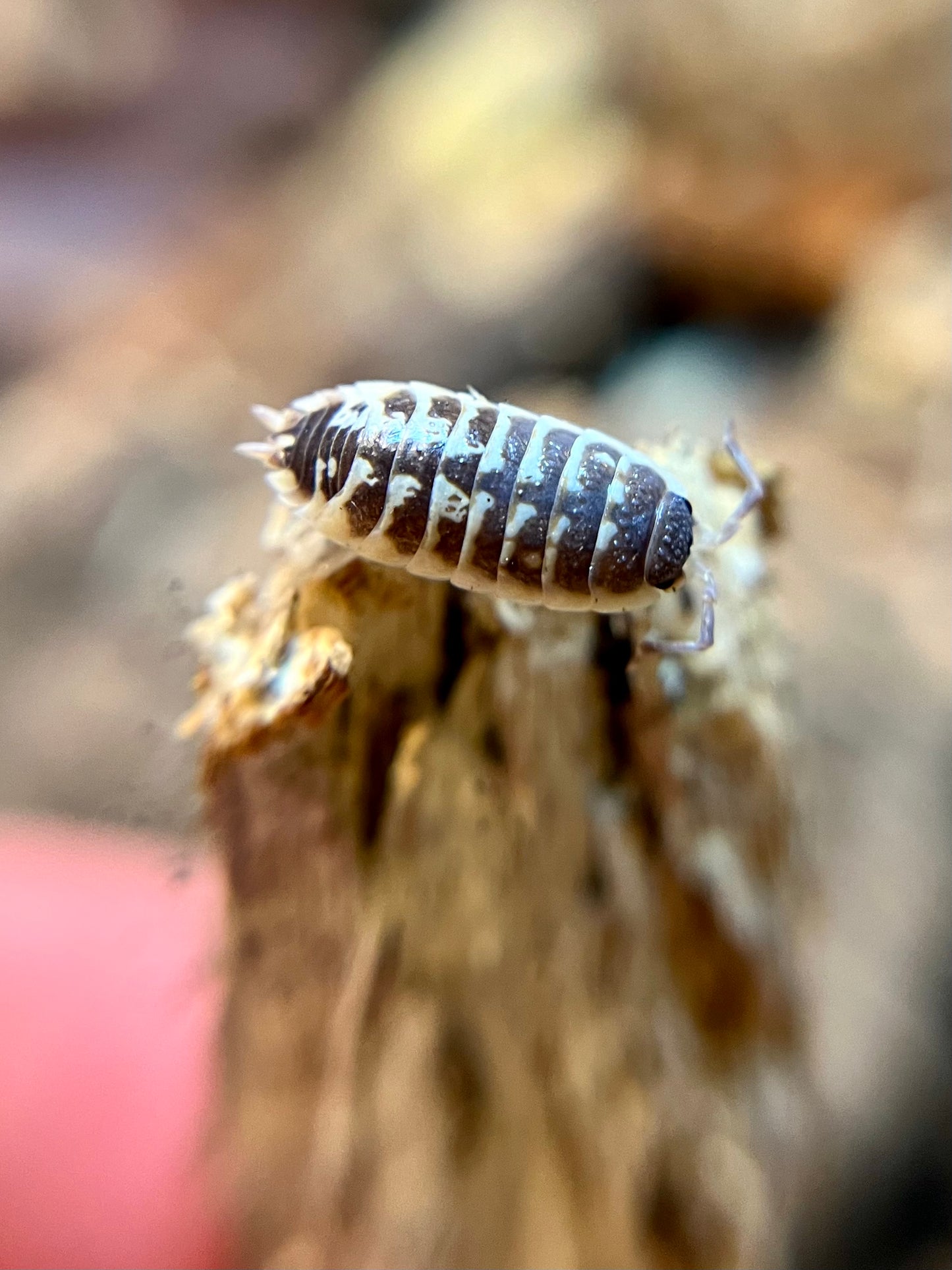 Porcellio ornatus "high yellow" isopods (10+ count)