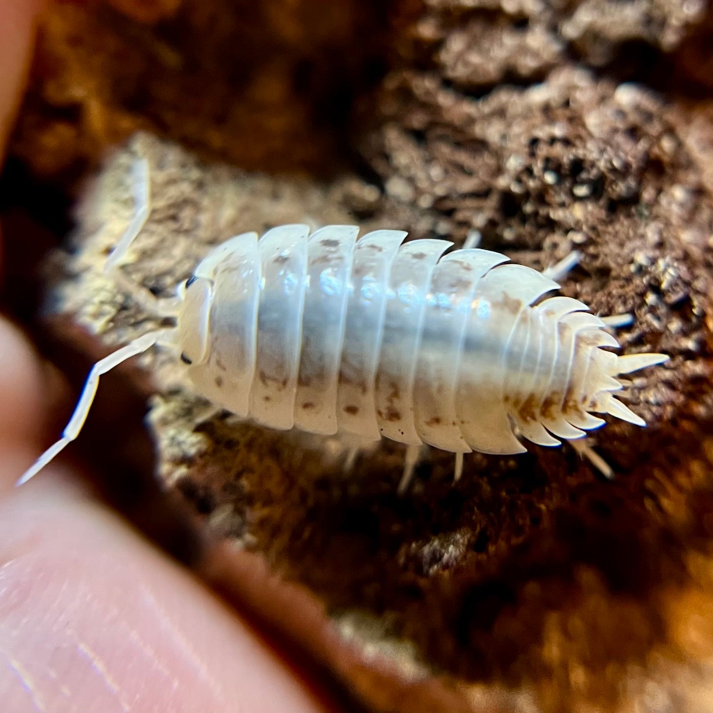 Porcellio laevis "how now" isopods (12+ count)