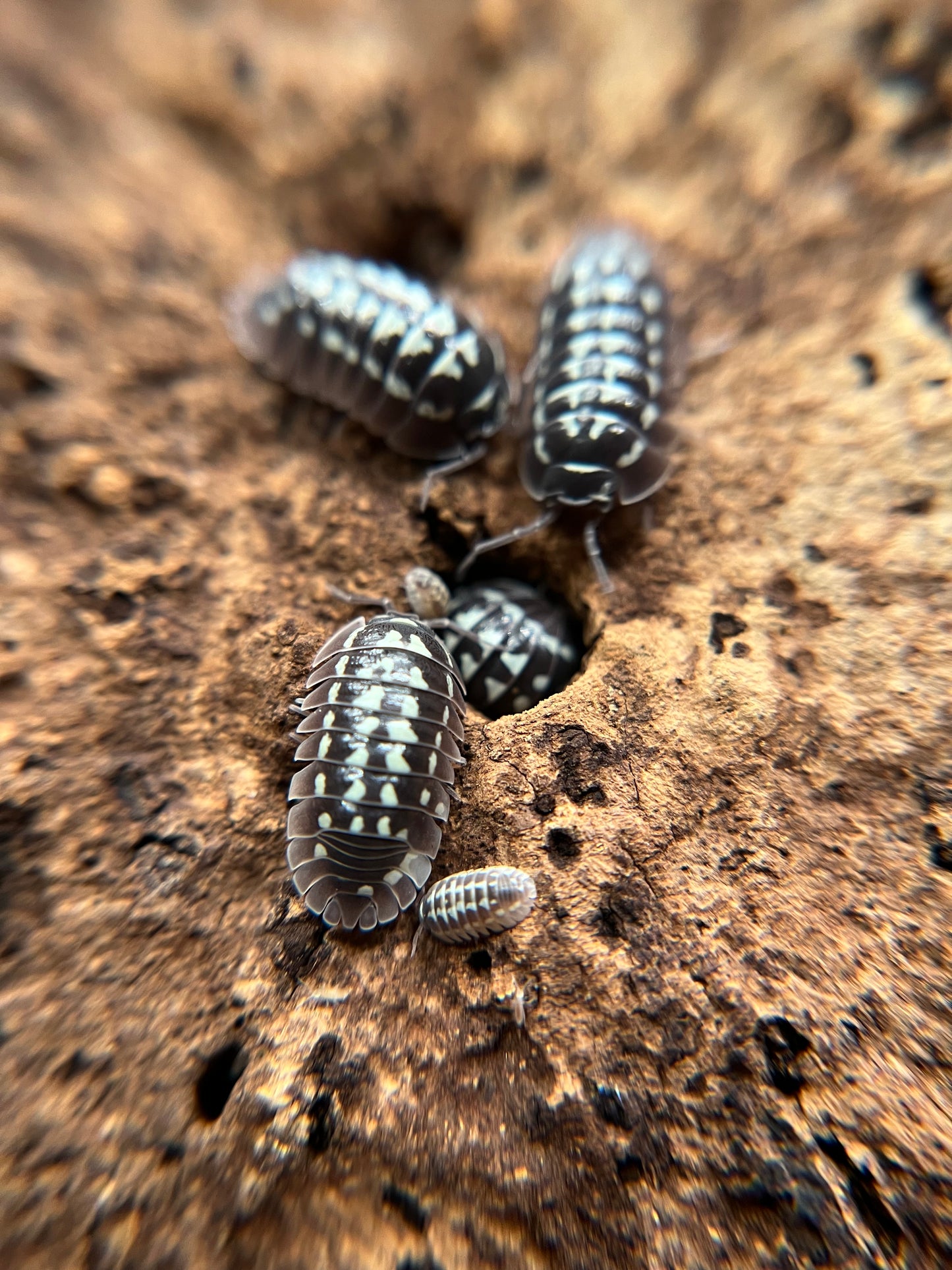 Armadillidium gestroi "white zinger" isopods (10+ count)