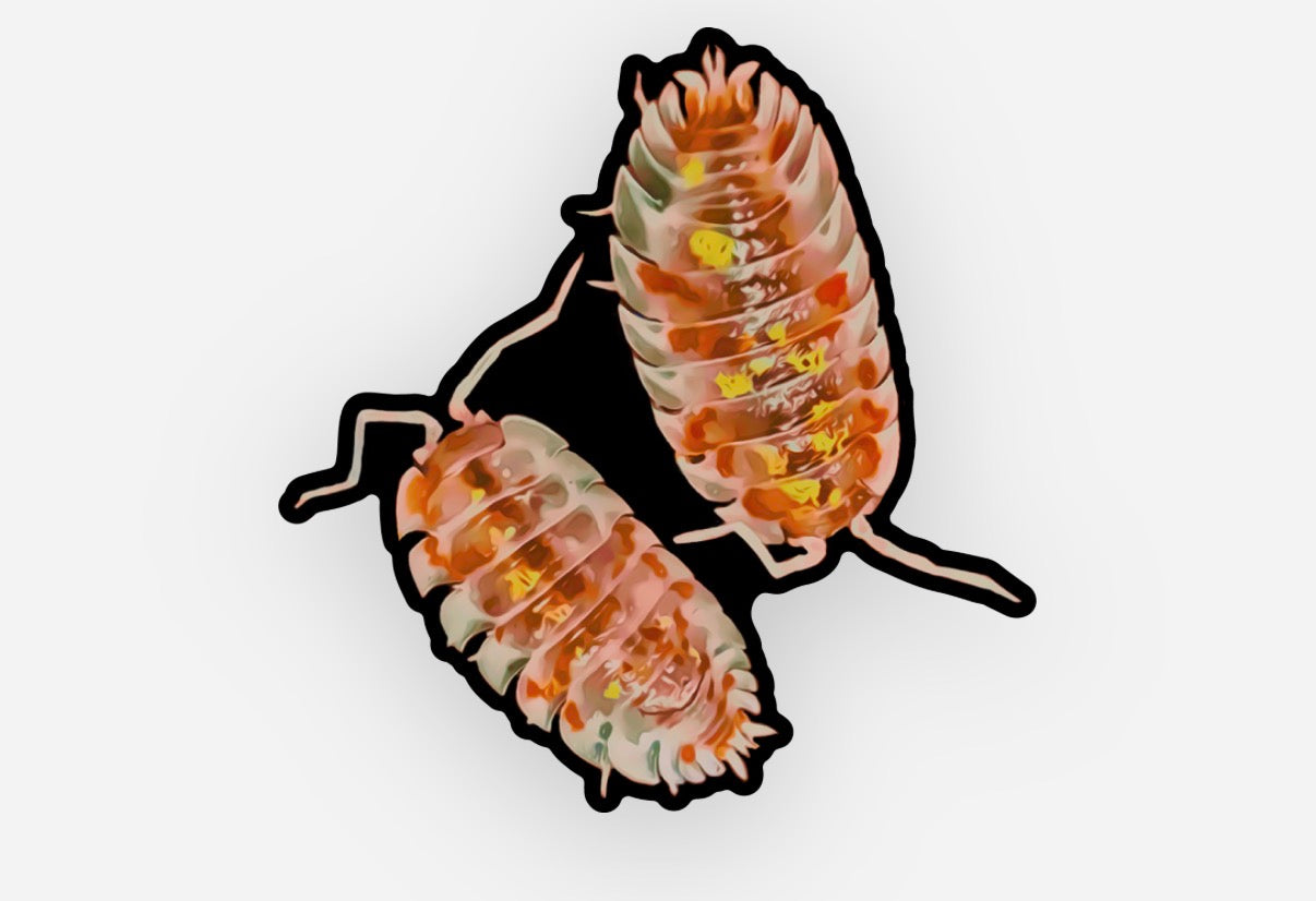 Orange Mardi Gras Sticker