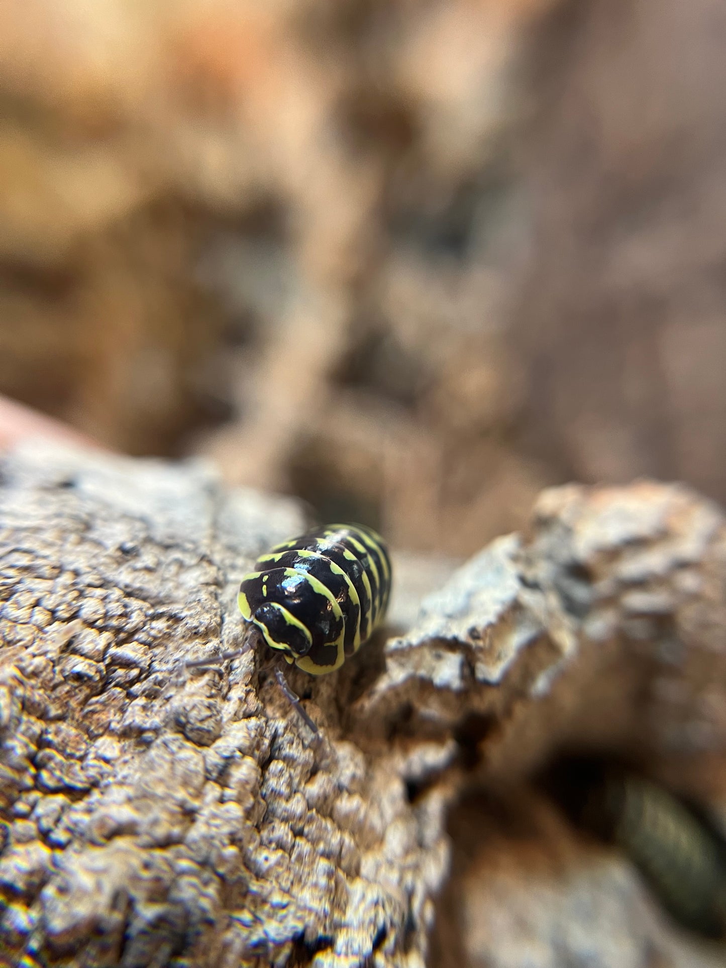 Armadillidium maculatum "yellow zebra" isopods (10+ count)