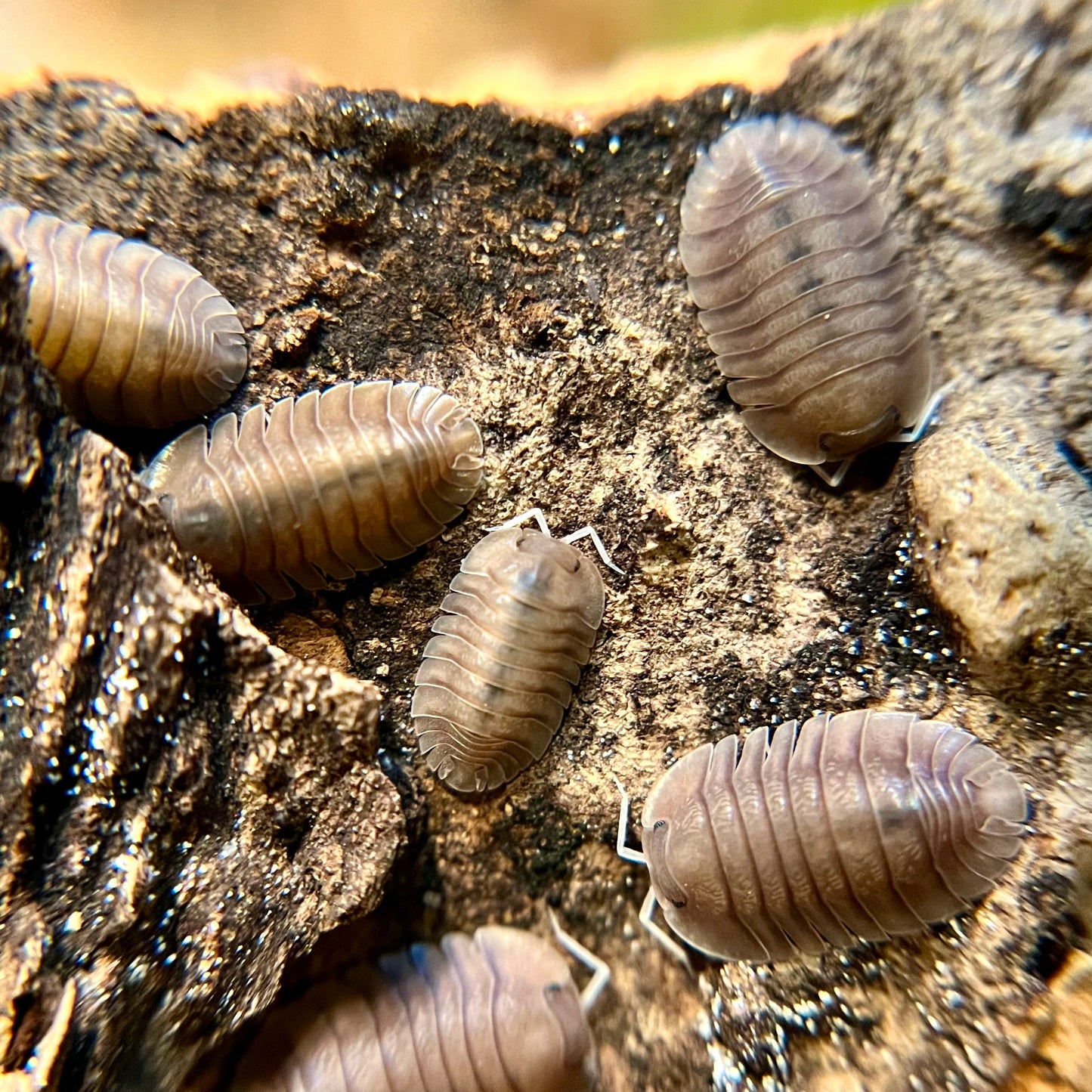 Troglodillo sp. “soil” isopods (10+ count)