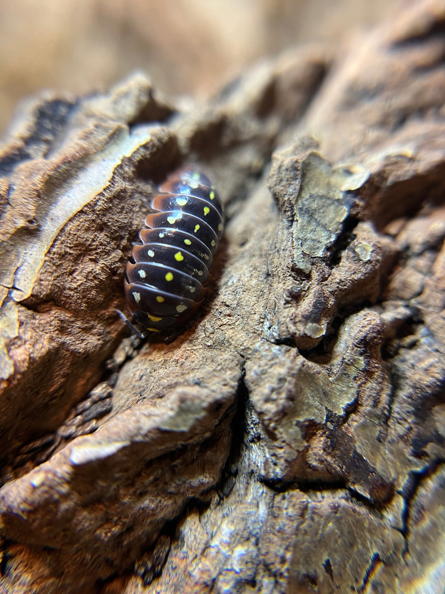 Armadillidium klugii "Montenegro" isopods (12+ count)