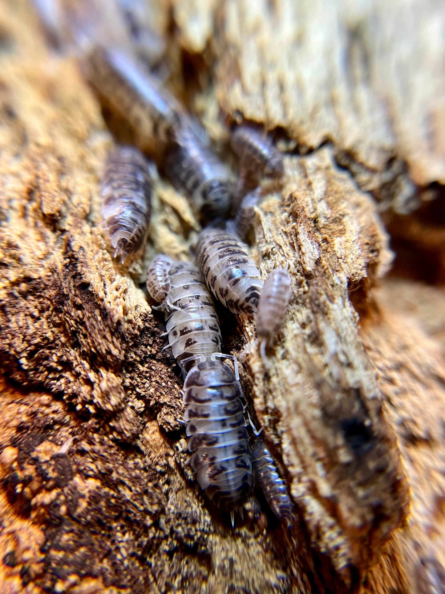 Cylisticus convexus "Ukraine pied" isopods (12+ count)