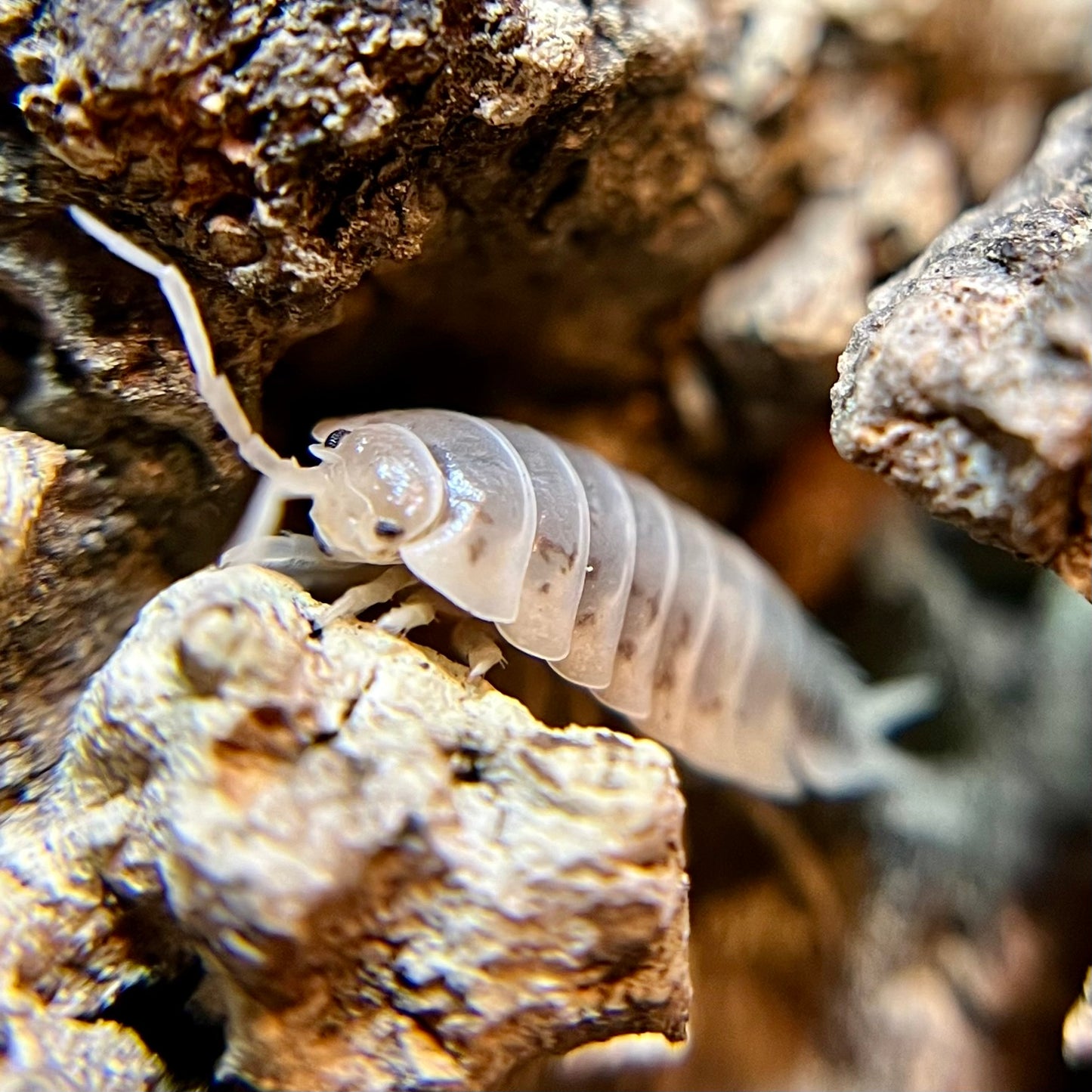 Porcellio laevis "how now" isopods (12+ count)