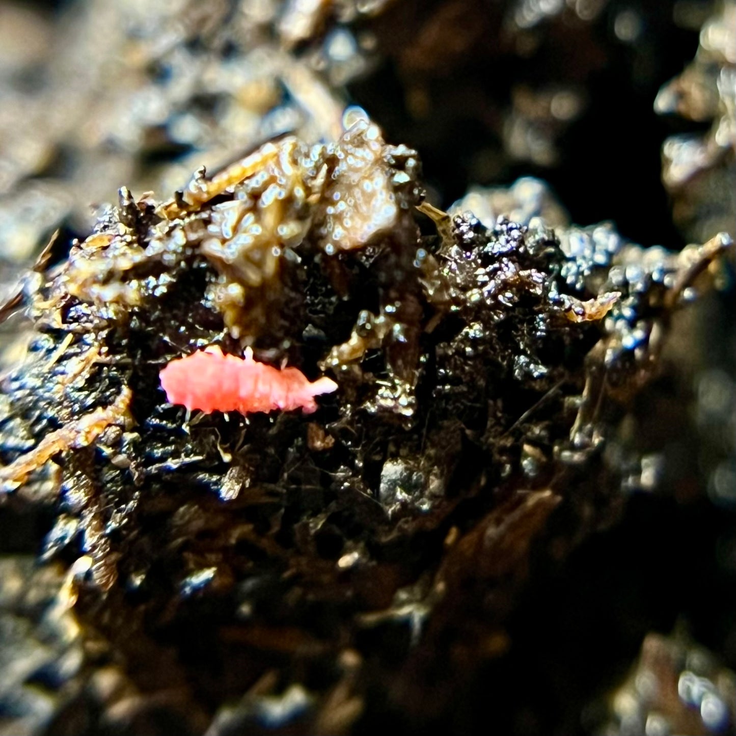 Lobella sp. "Thai red" springtails