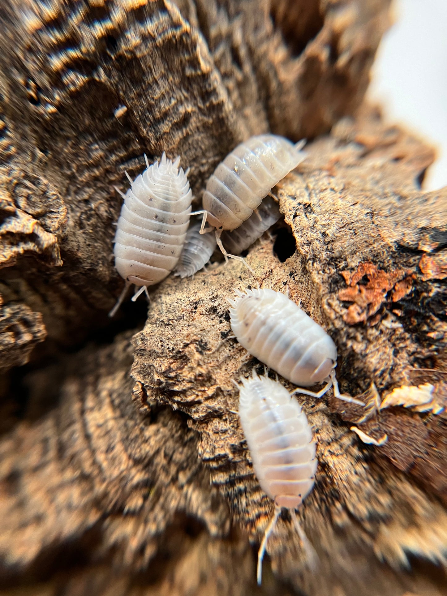 Porcellio laevis "white" isopods (12+ count)