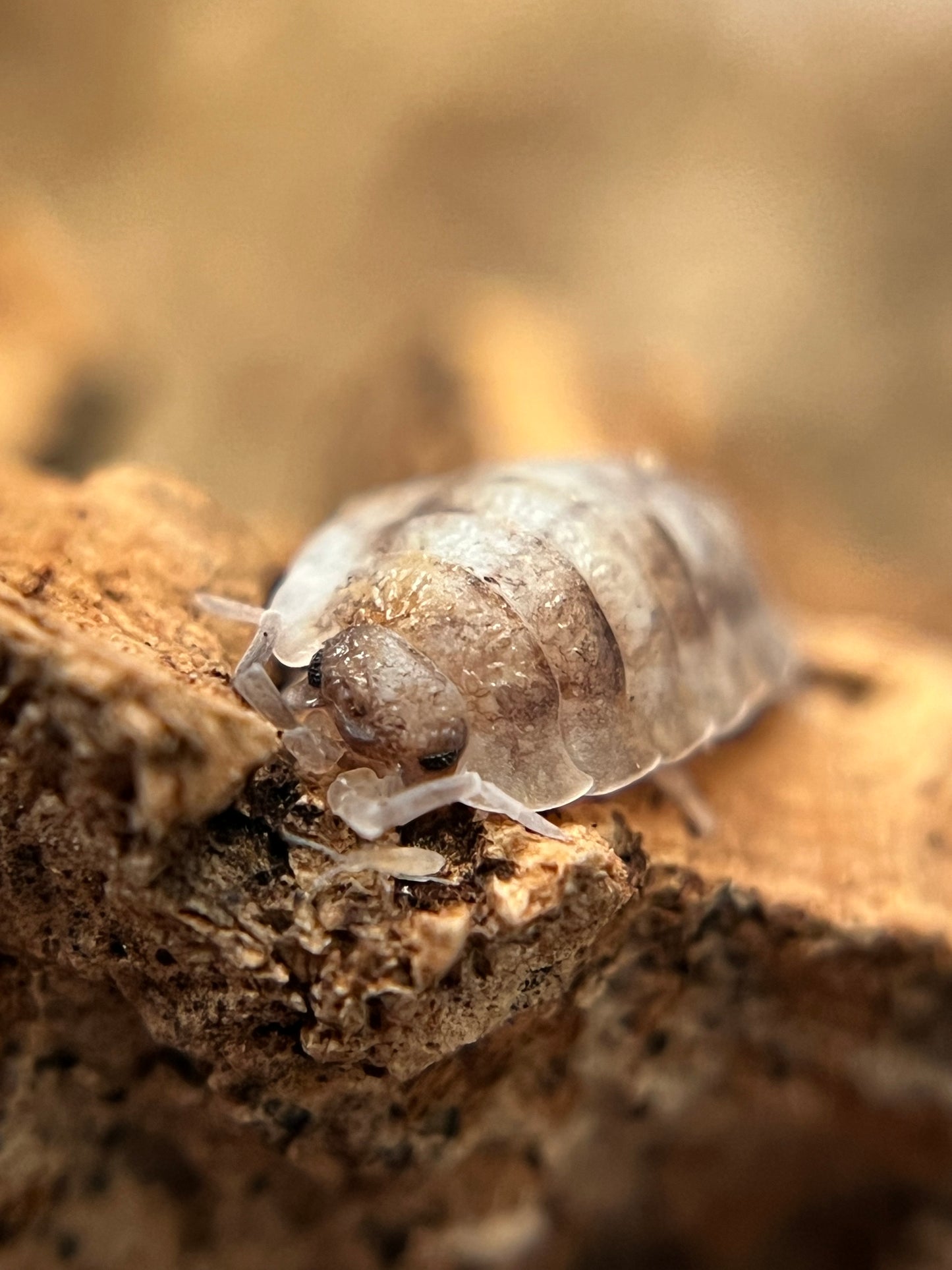Porcellio scaber "koi" isopods (12+ count)