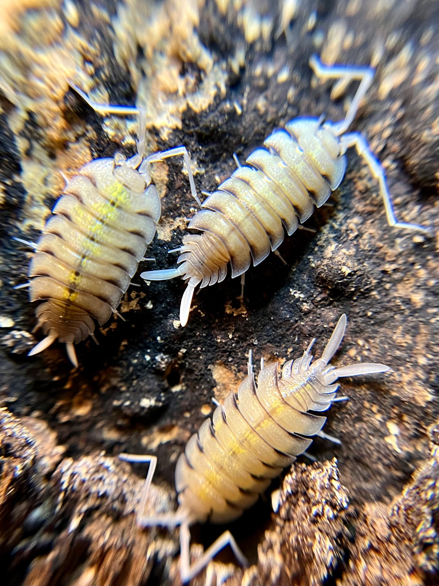 Porcellio bolvari isopods (10+ count)
